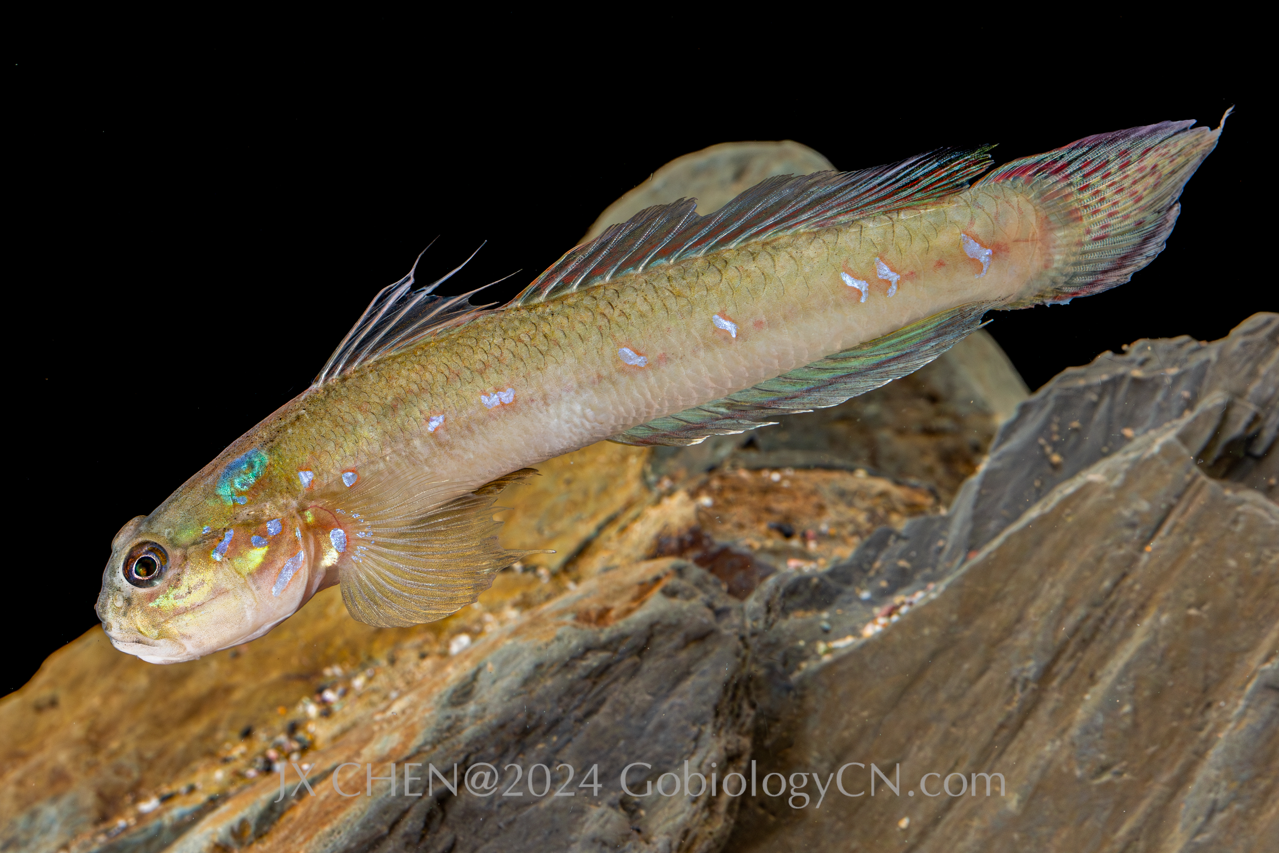 Acentrogobius brevirostris 1