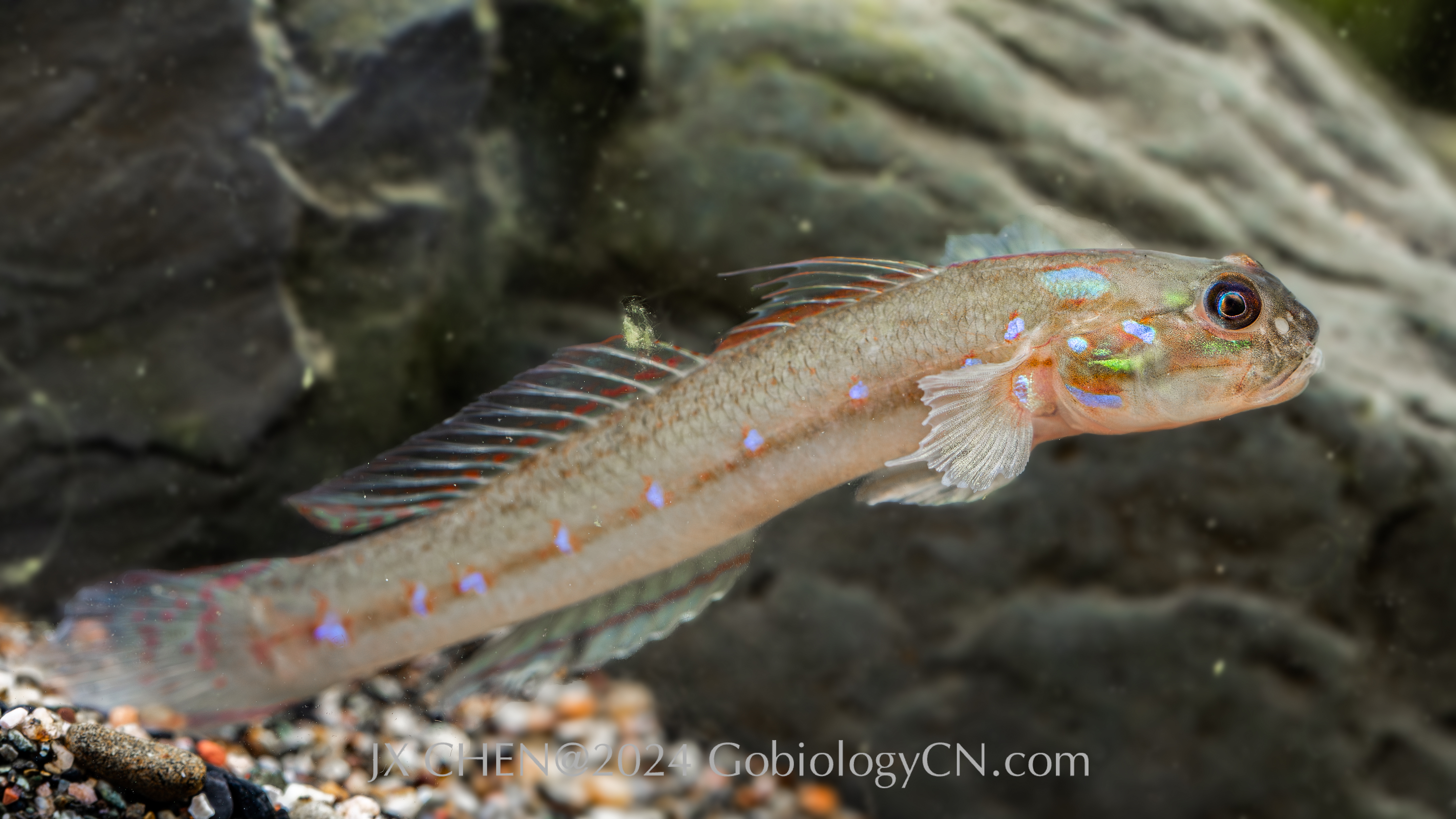 Acentrogobius brevirostris 2