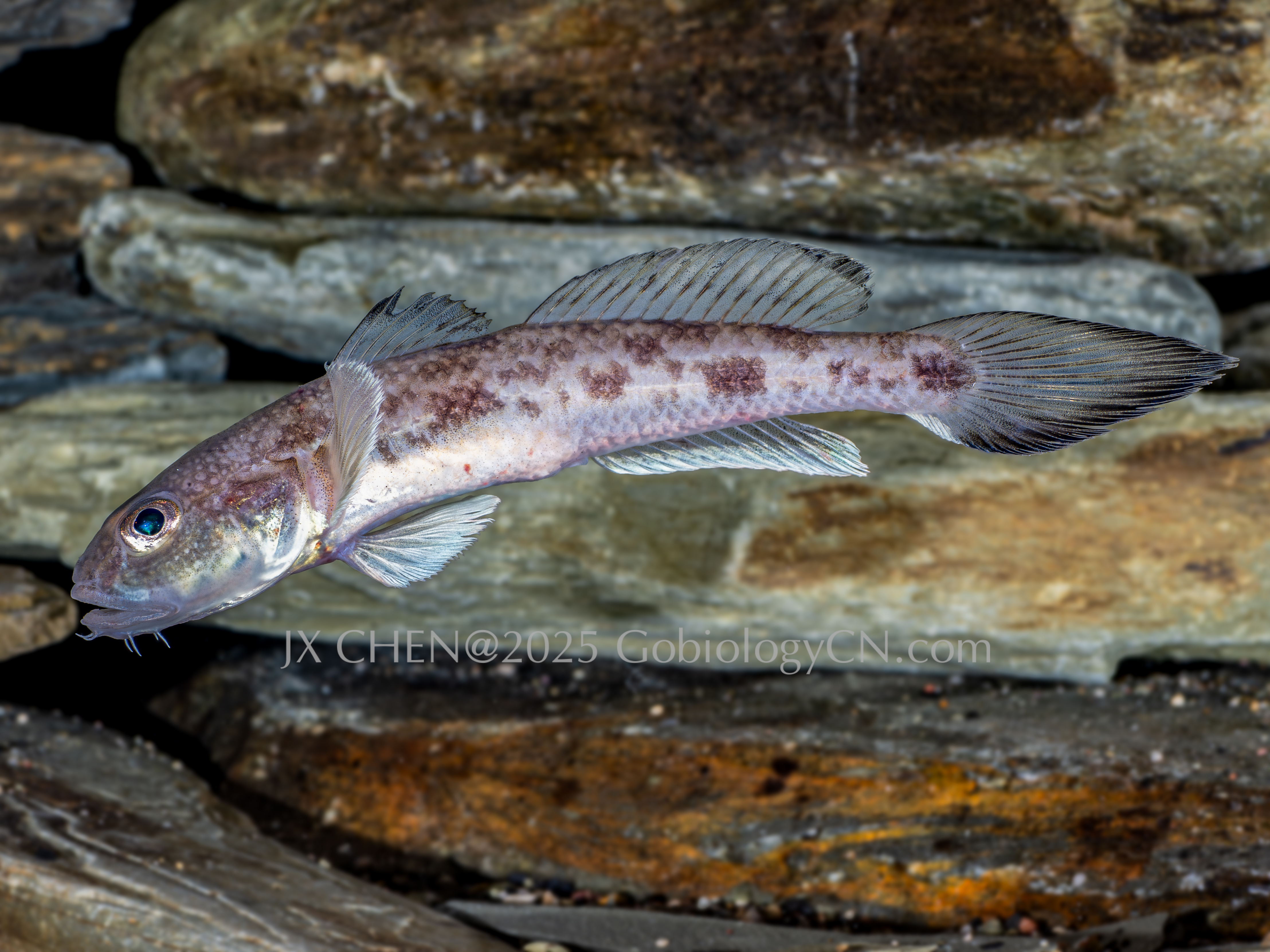 Amblychaeturichthys hexanema ningde1