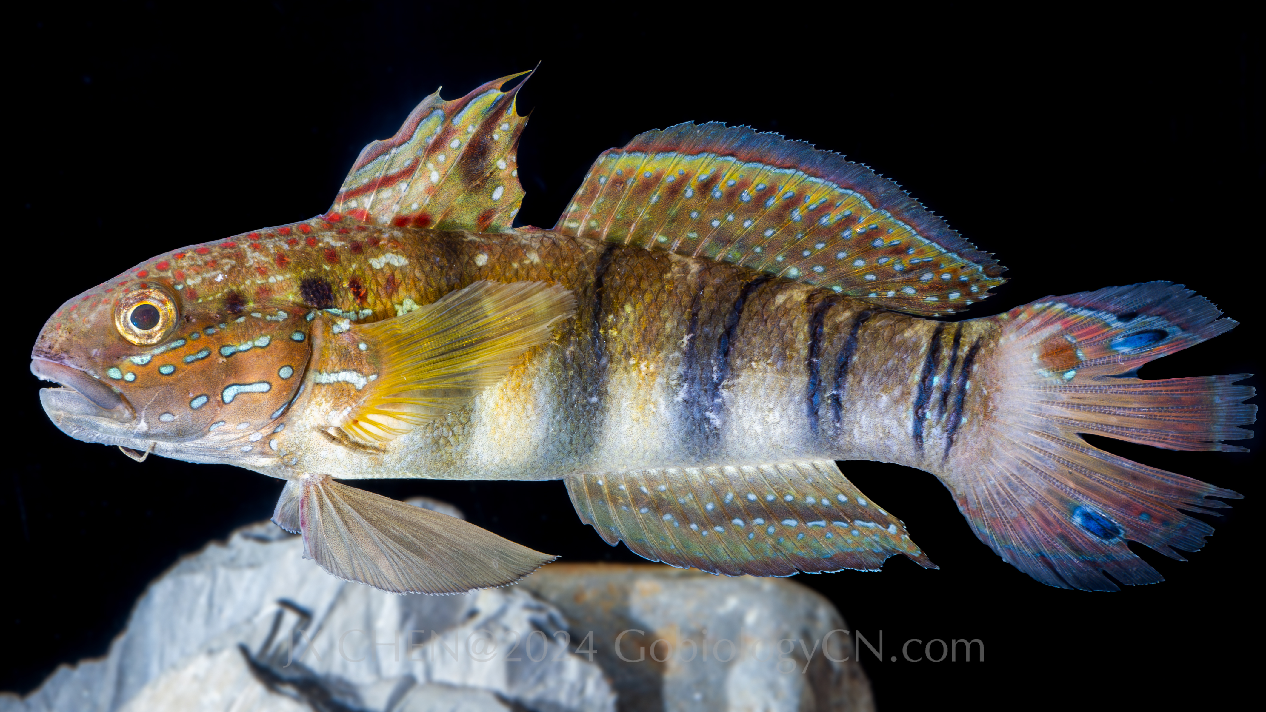Amblygobius phalaena