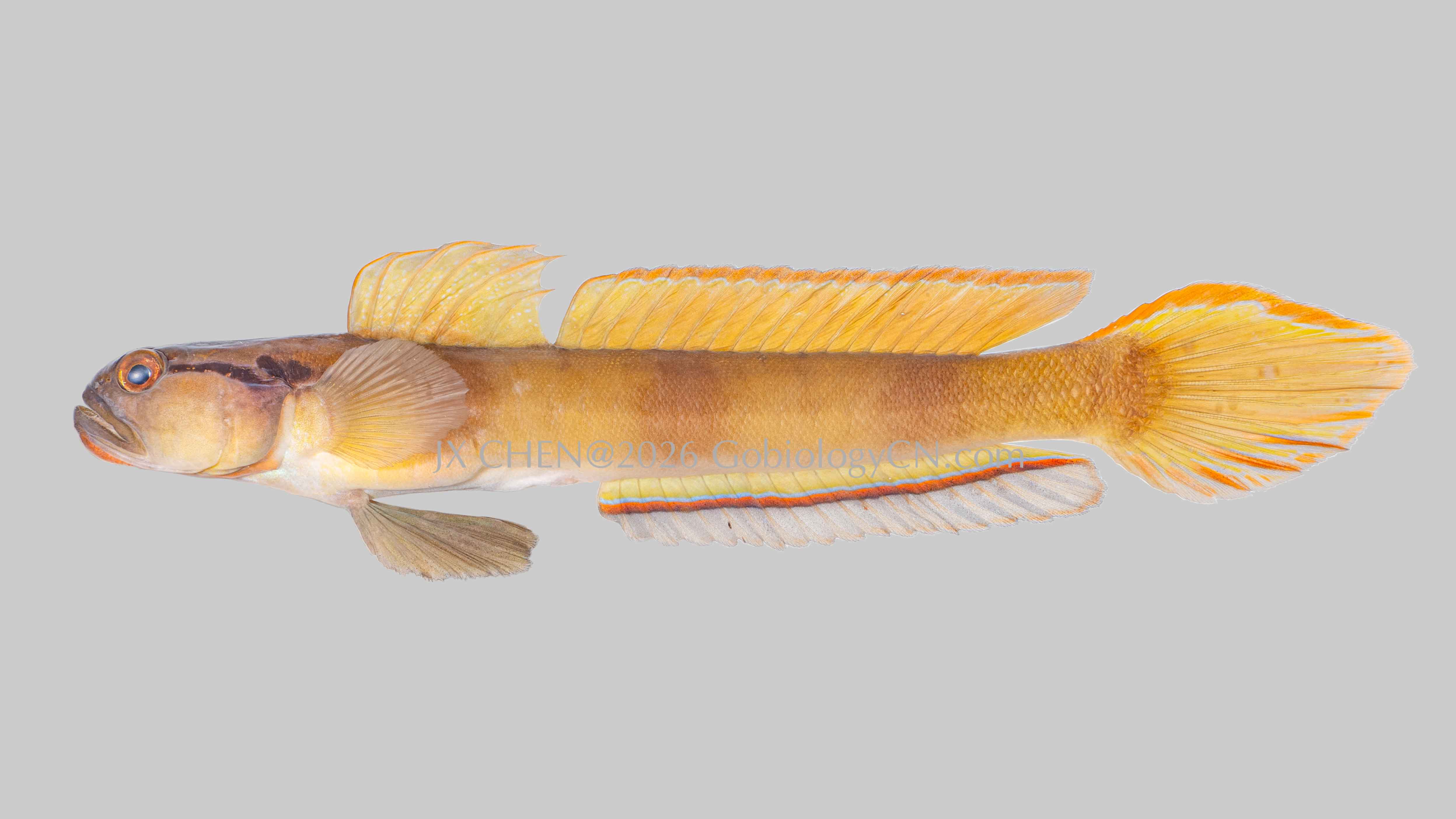 Amblyeleotris gymnocephala 1