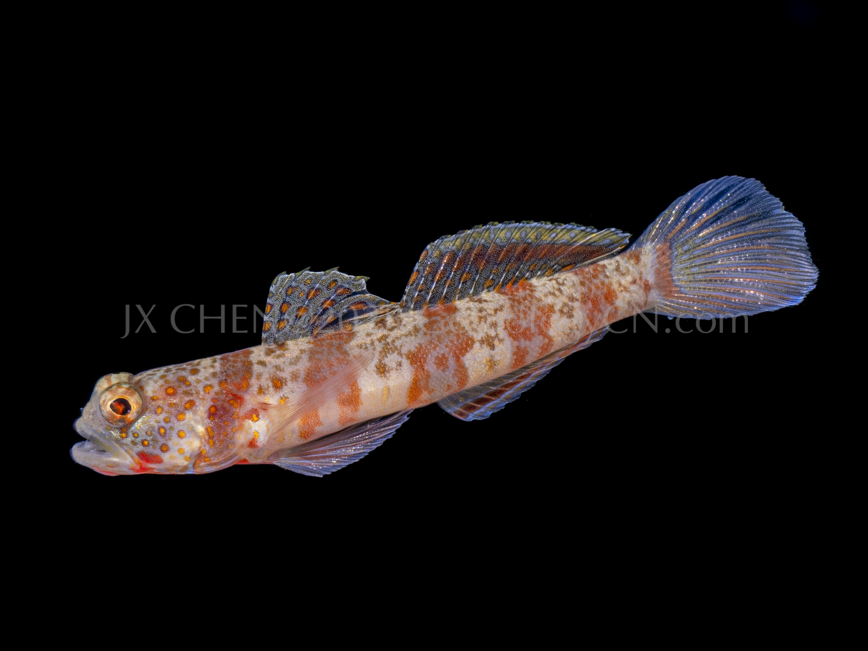 Amblyeleotris periophthalmus 1