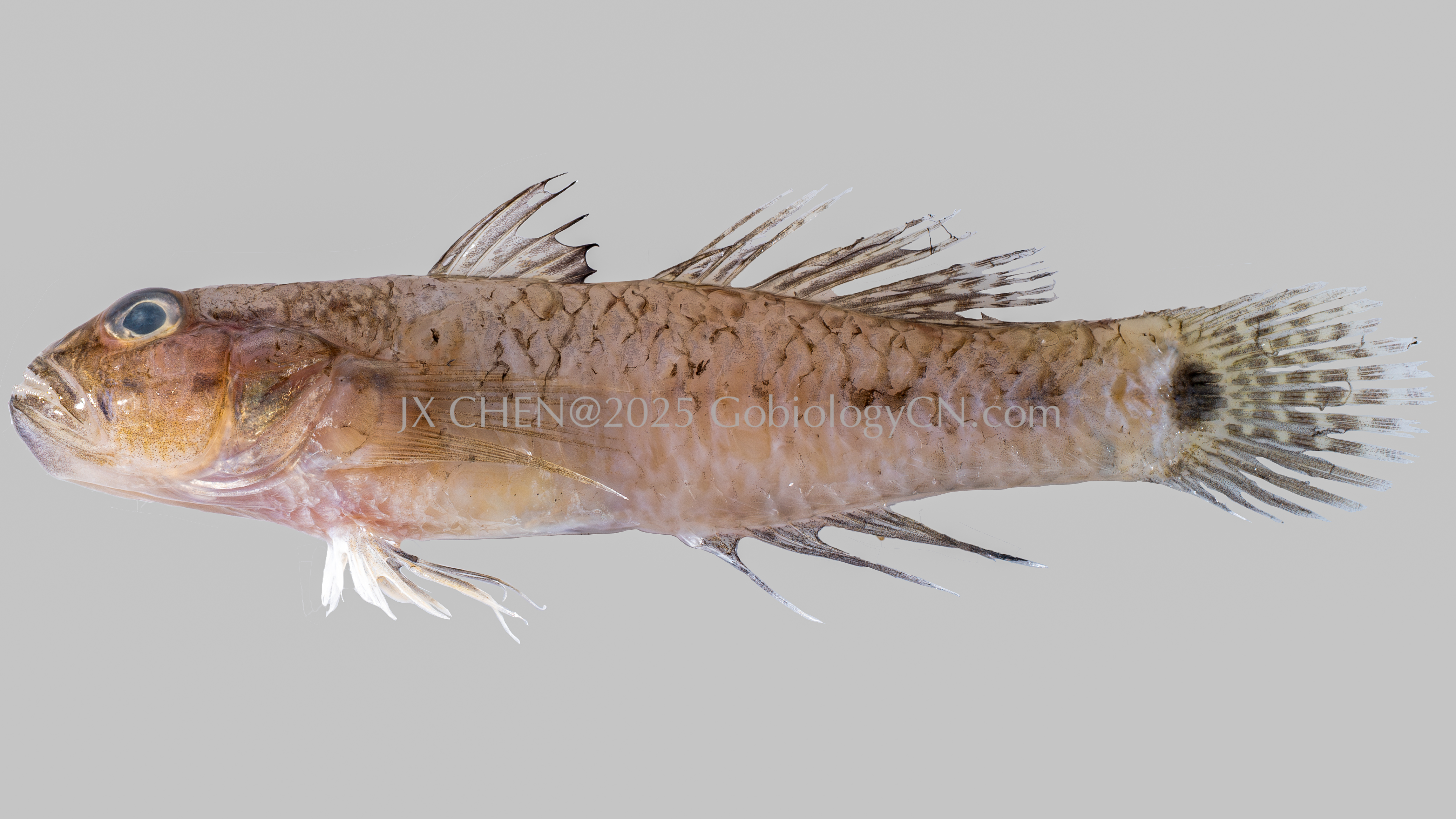 Arcygobius baliurus 1