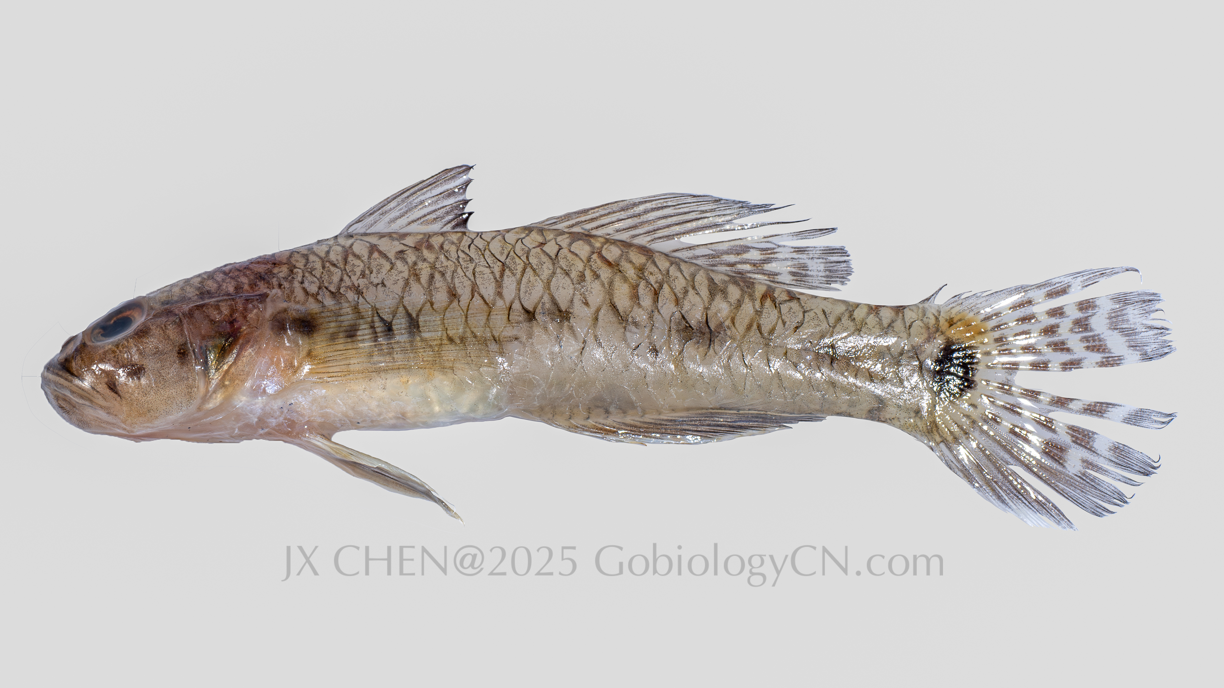 Arcygobius baliurus 2