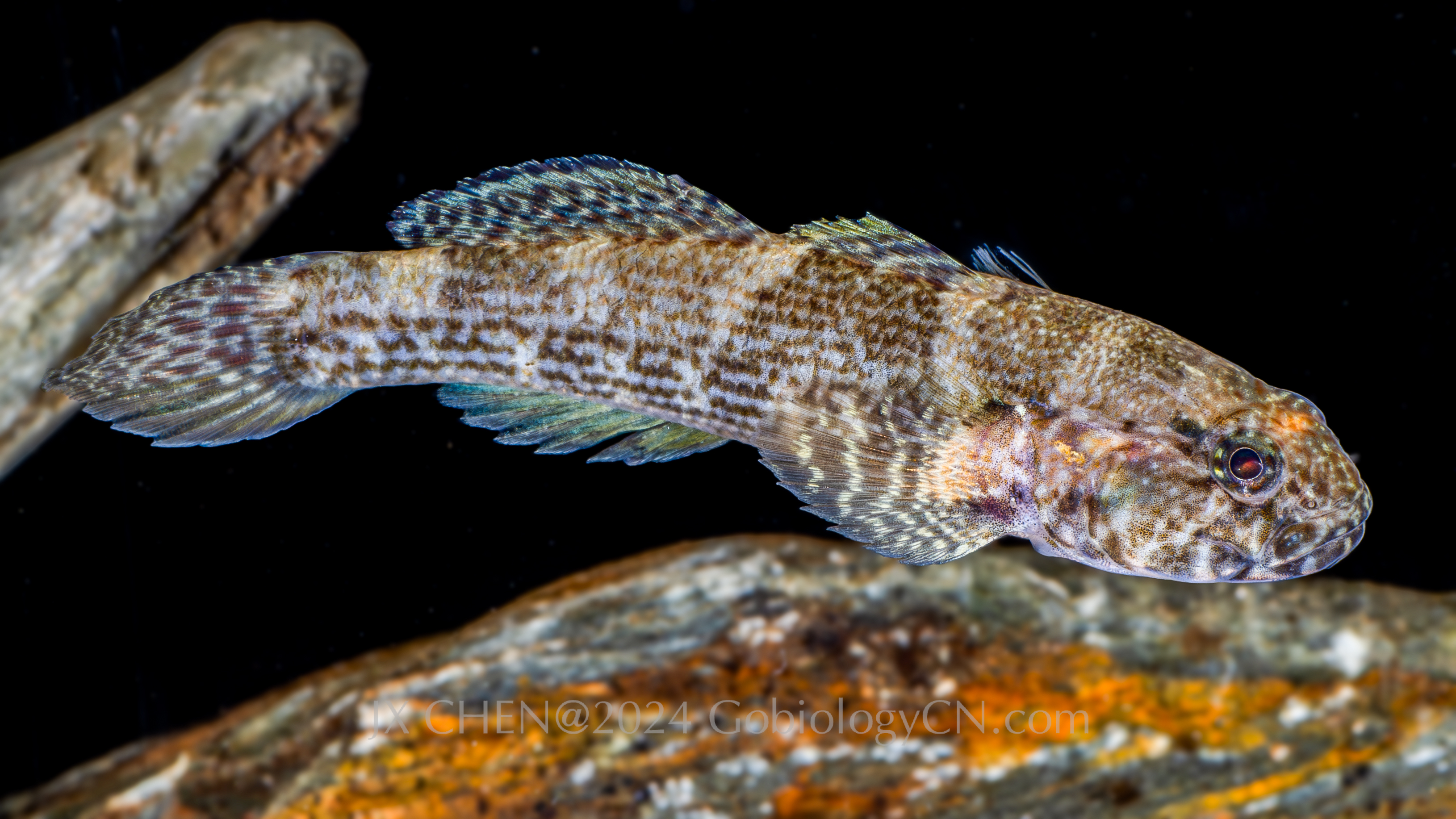 Bathygobius coalitus Image