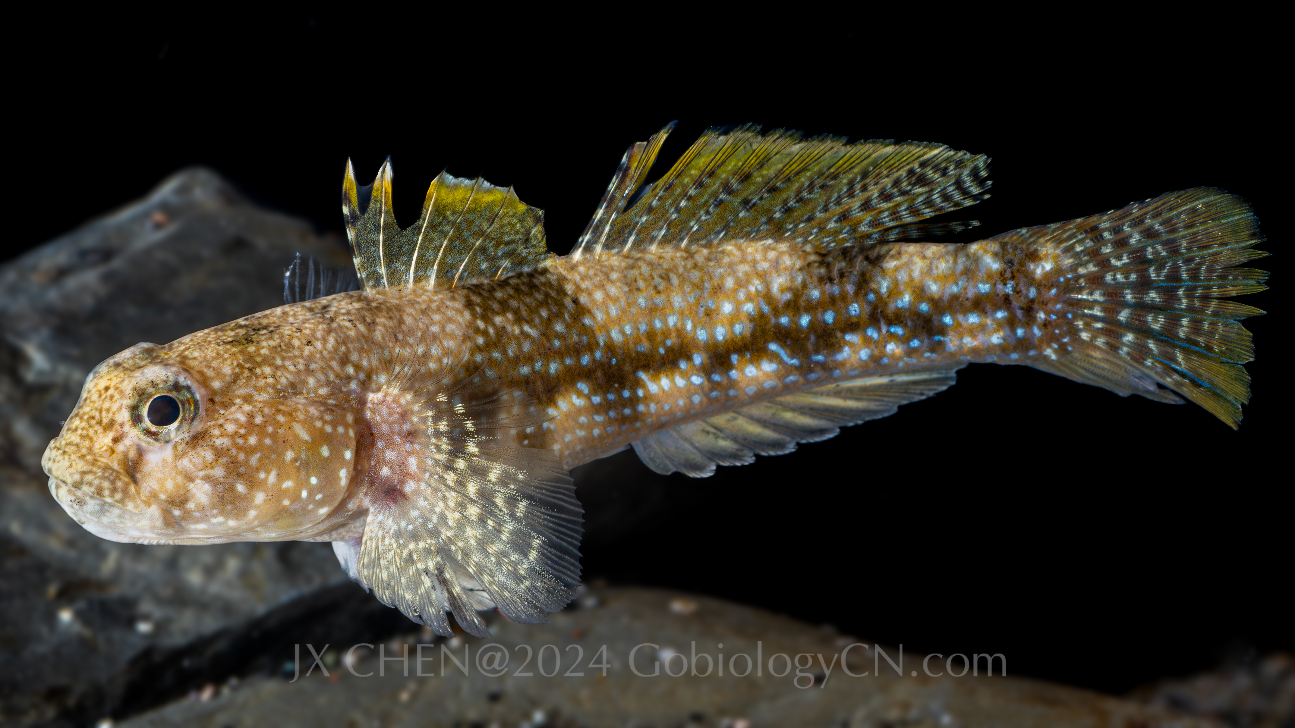 Bathygobius fuscus 2 Image