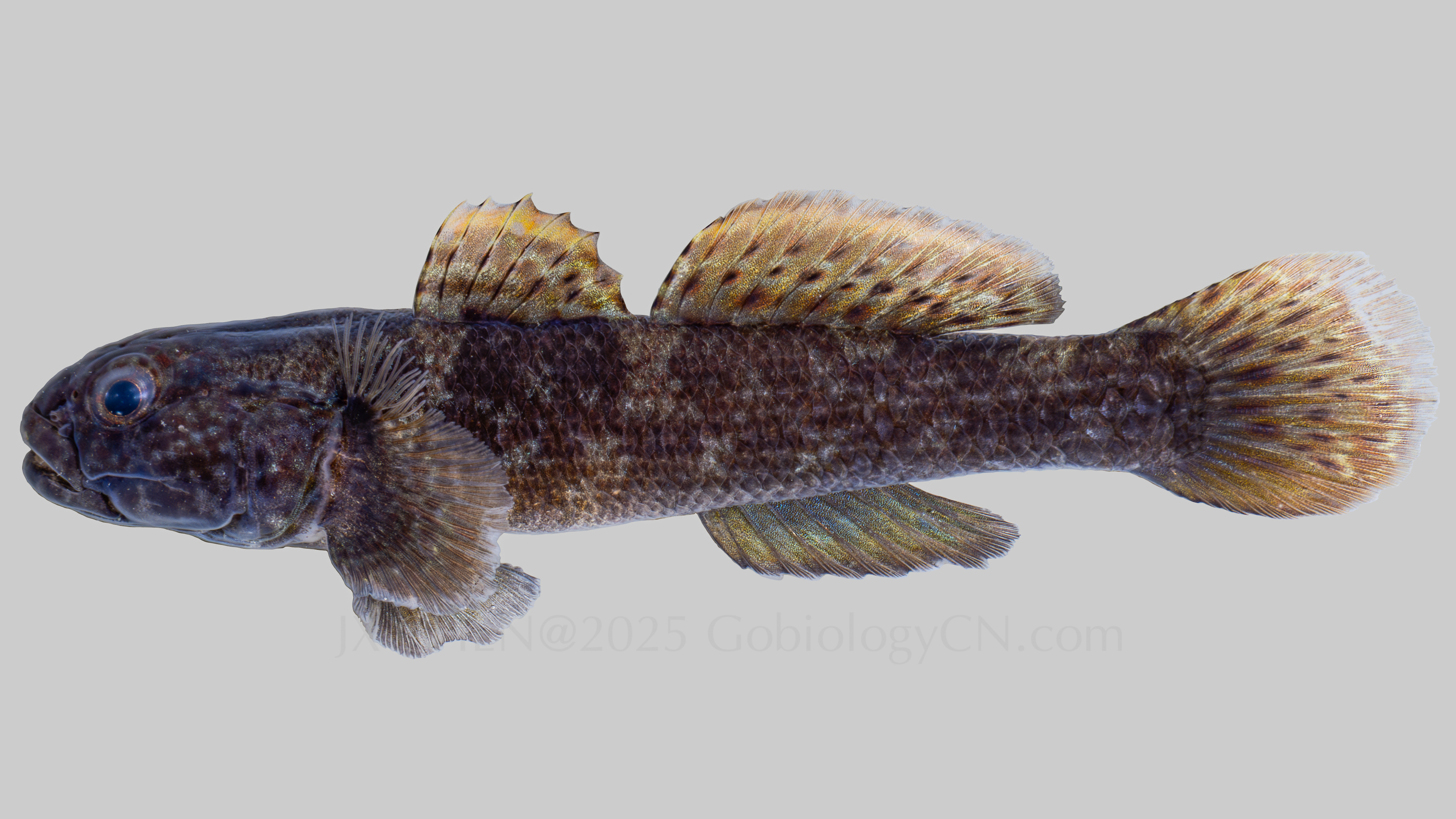 Bathygobius hongkongensis Image