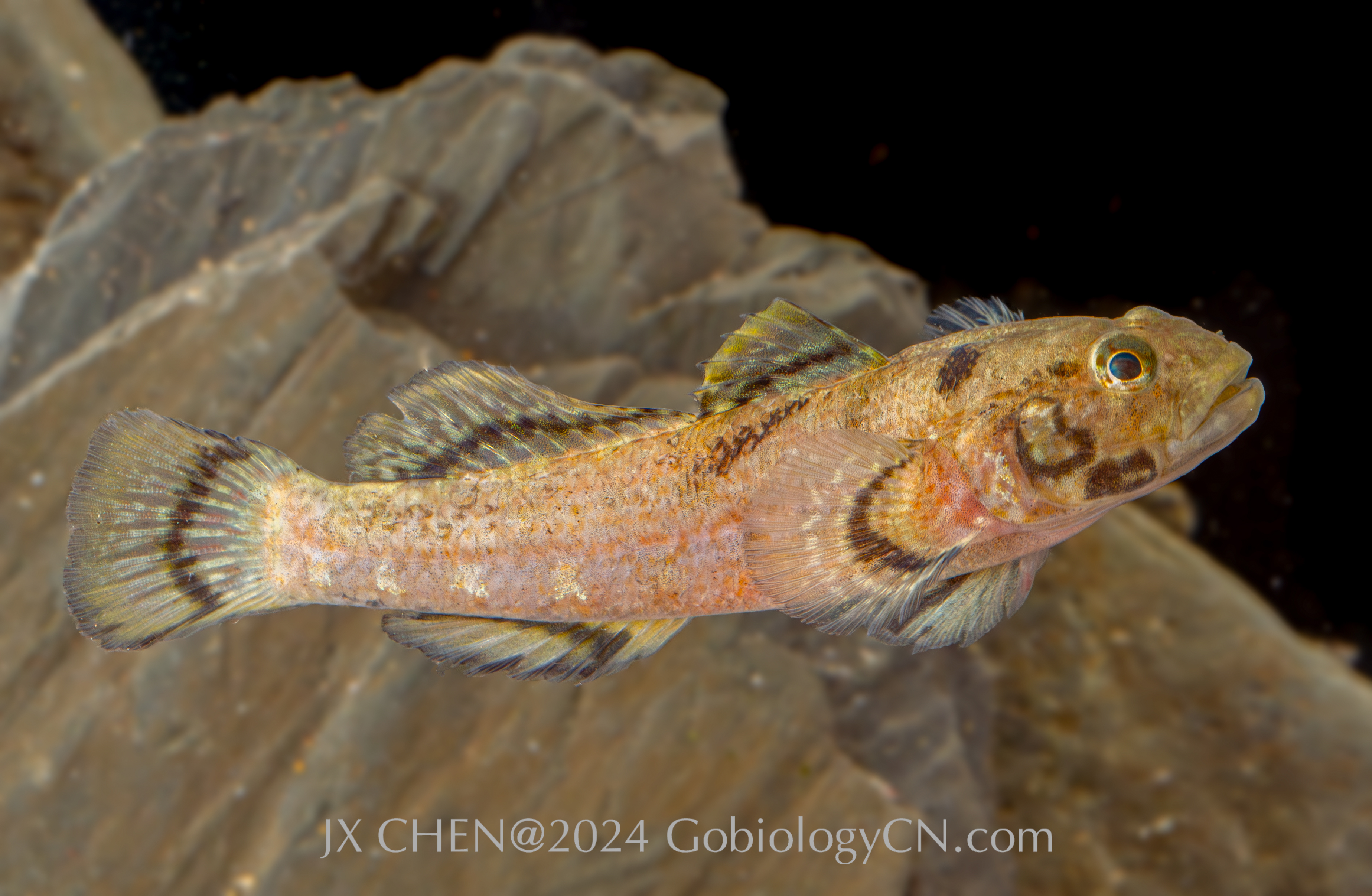 Bathygobius meggitti Wenchang1 Image