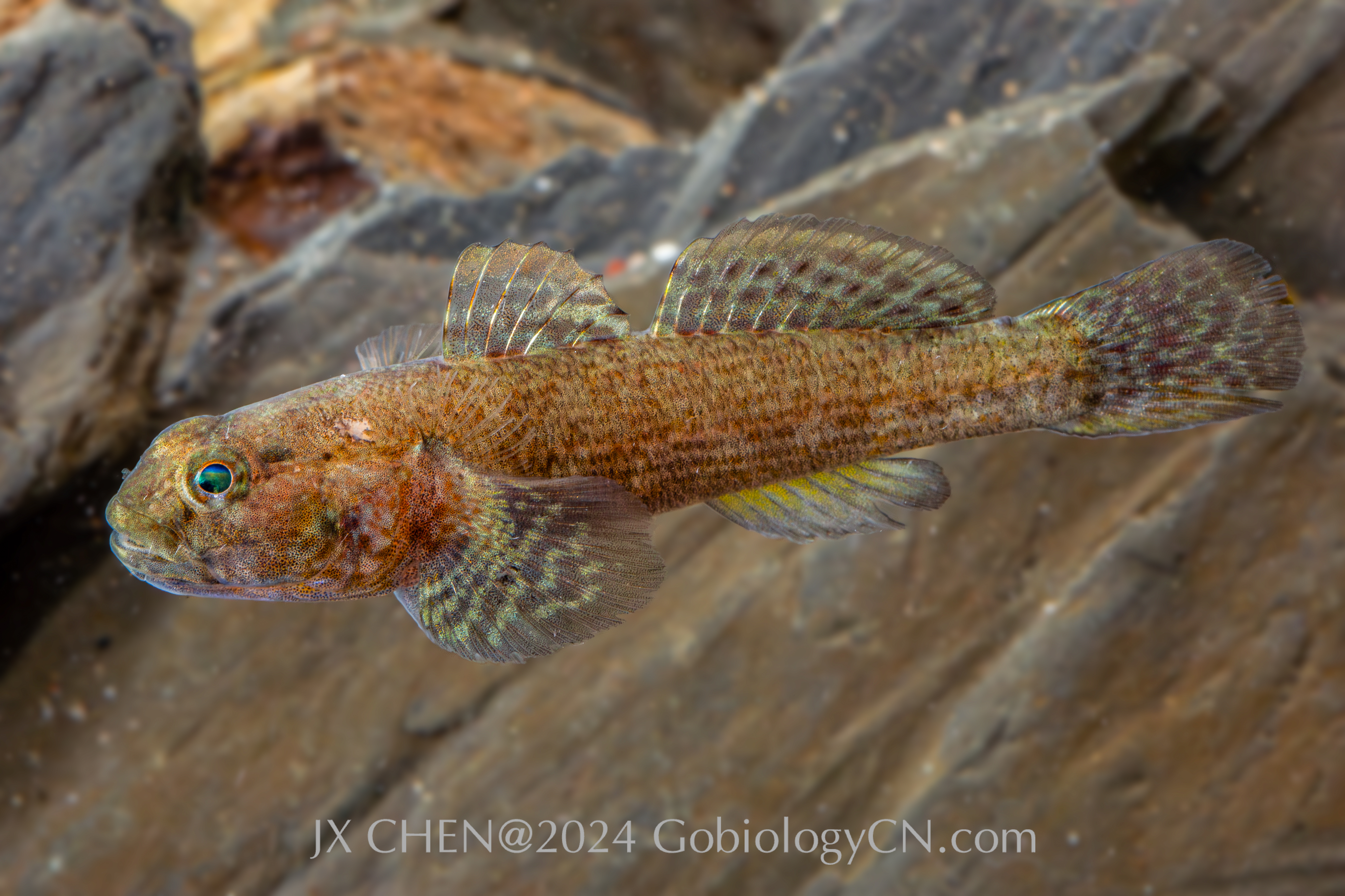 Bathygobius meggitti Wenchang2 Image