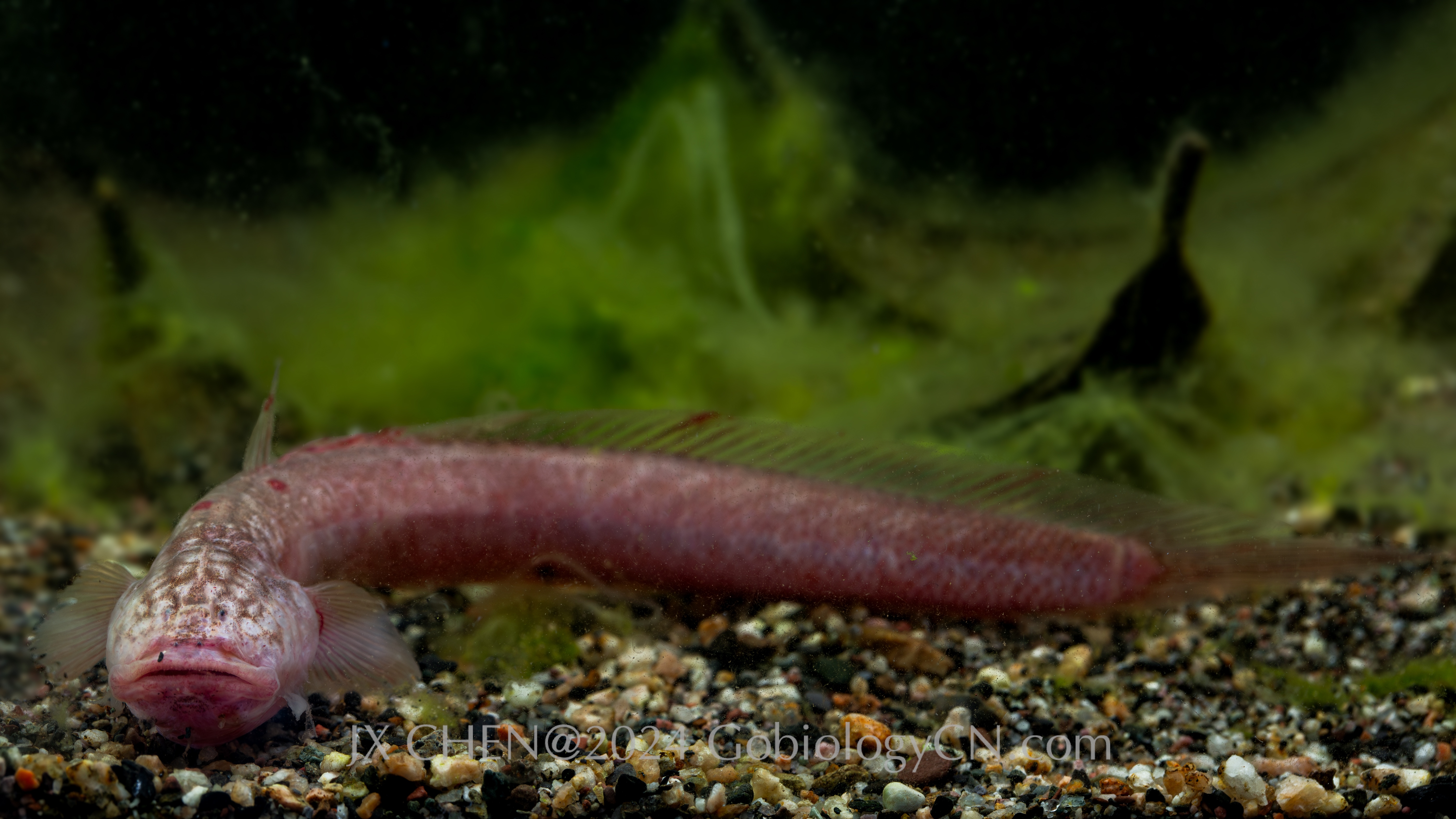 Brachyamblyopus brachysoma 1