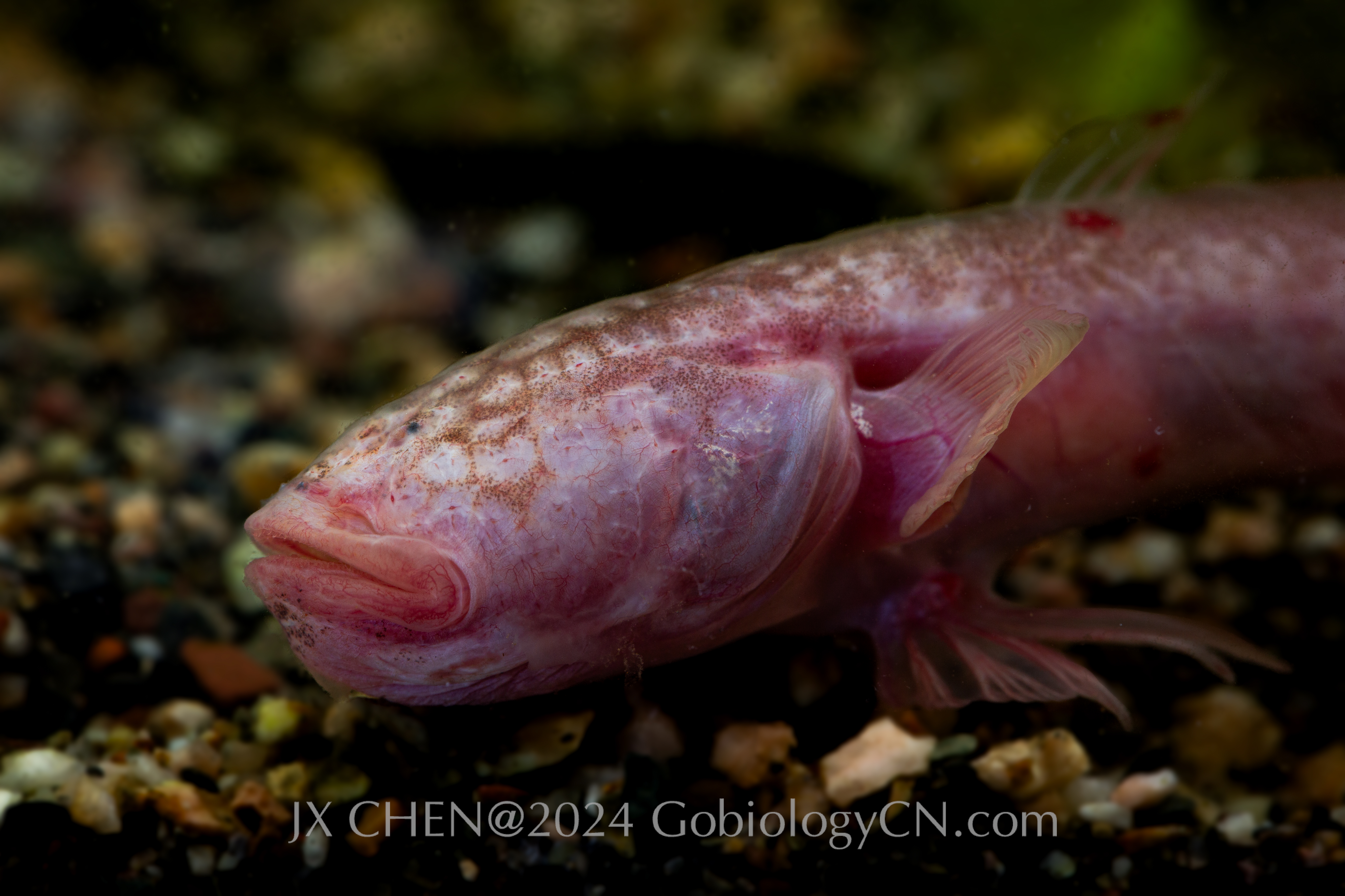 Brachyamblyopus brachysoma 2