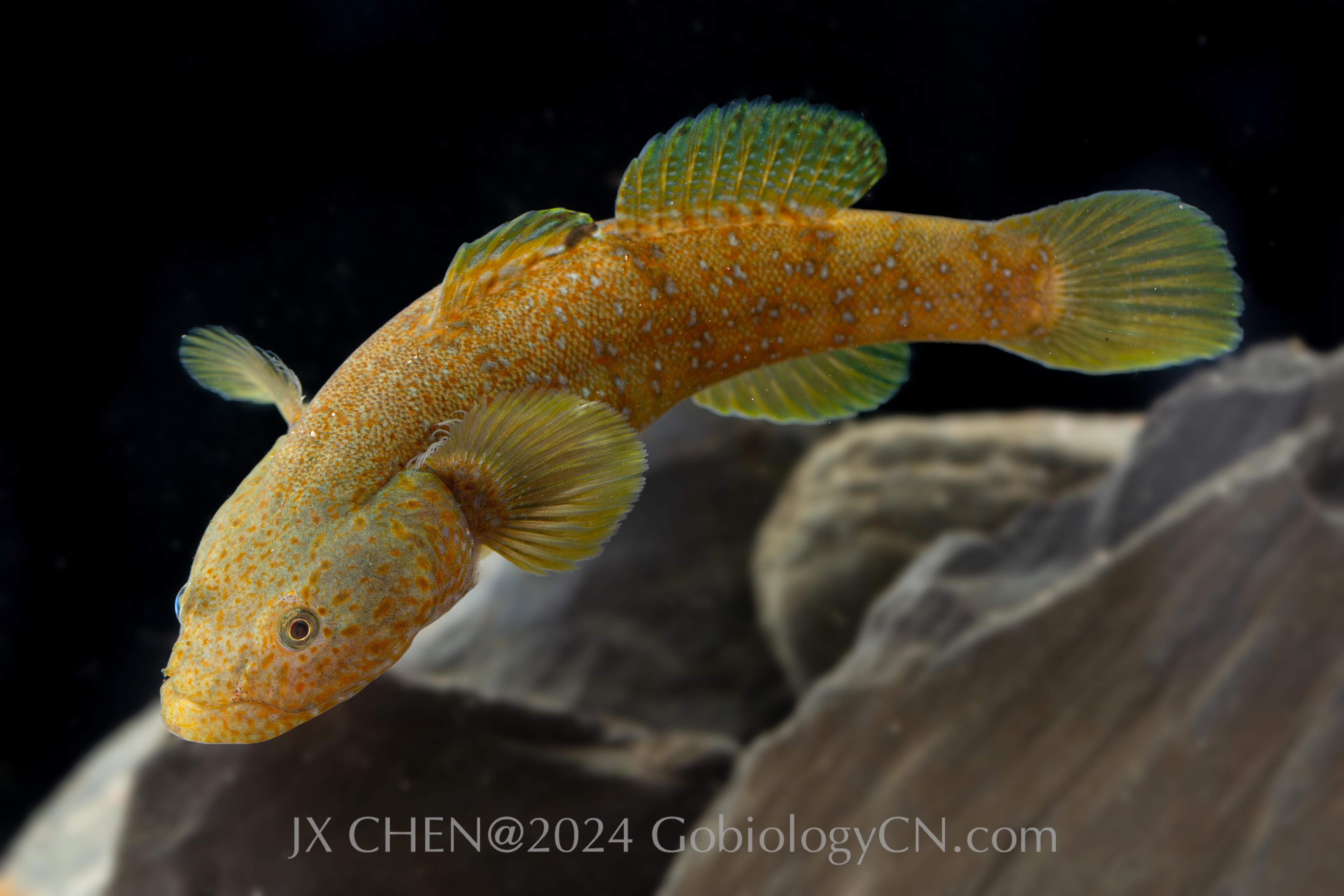 Cha_gulosus Image