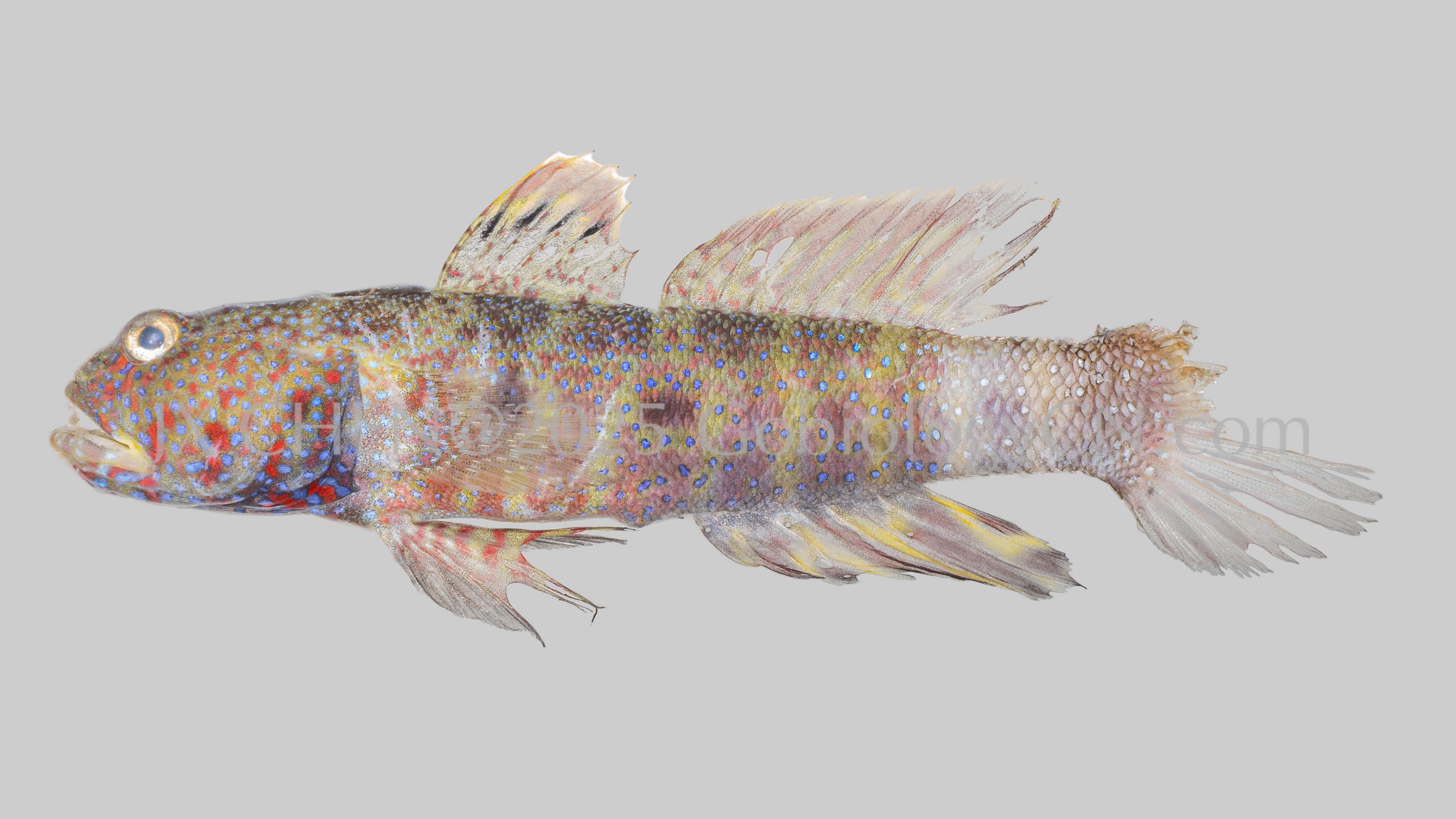 Cryptocentrus caeruleomaculatus Image 