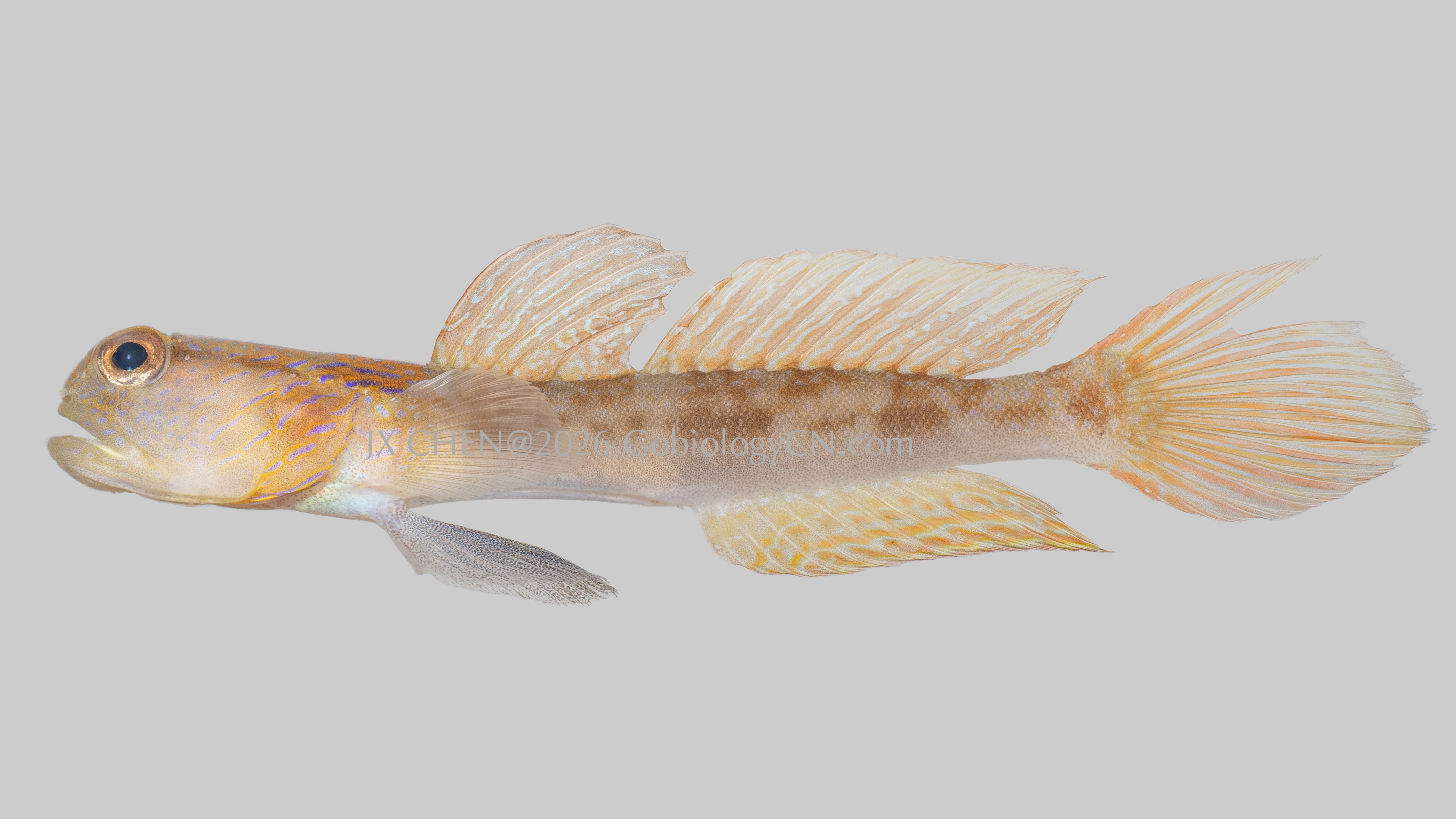 Cryptocentrus cyanotaenia 1