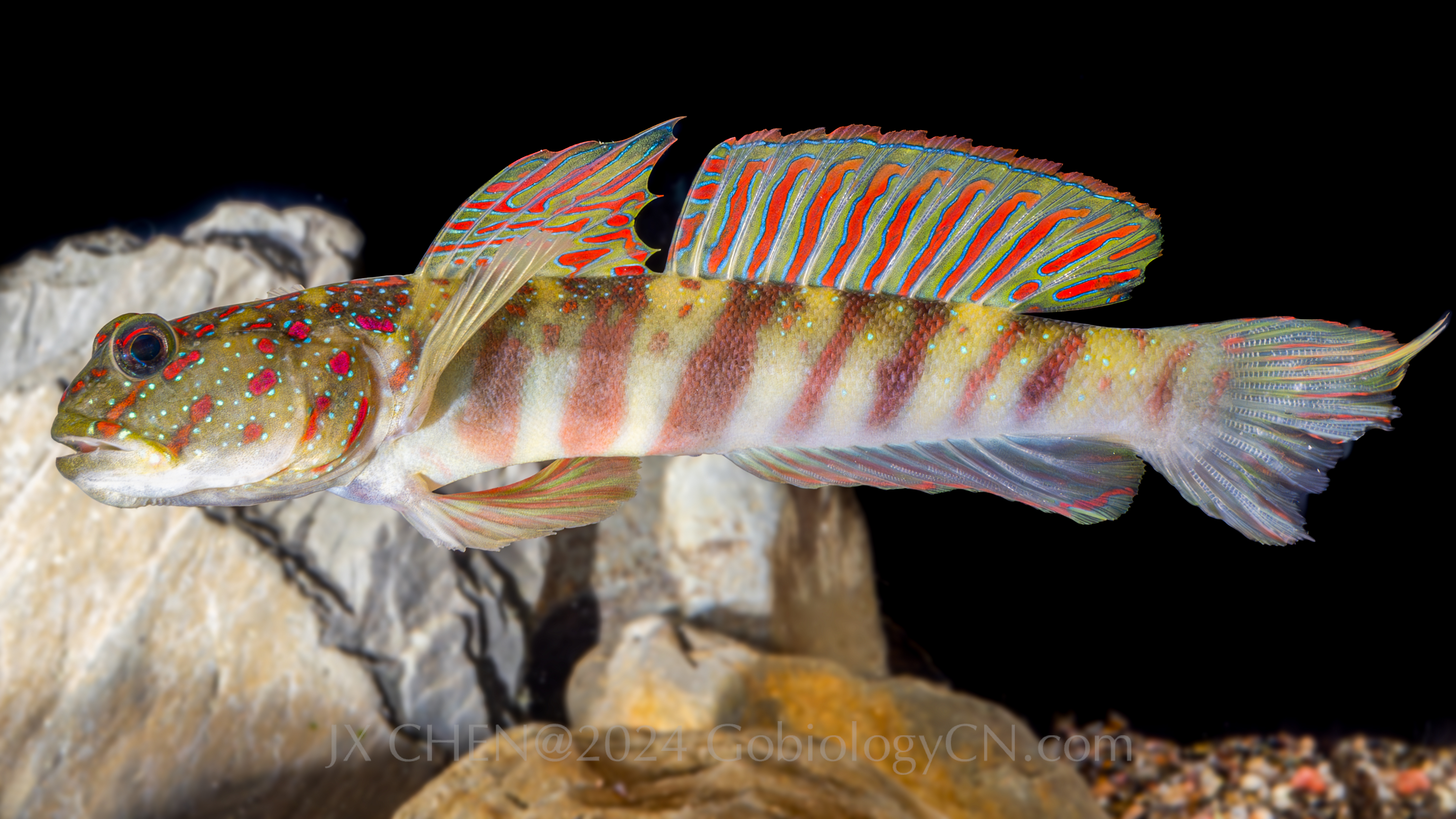 Cryptocentrus melanopus