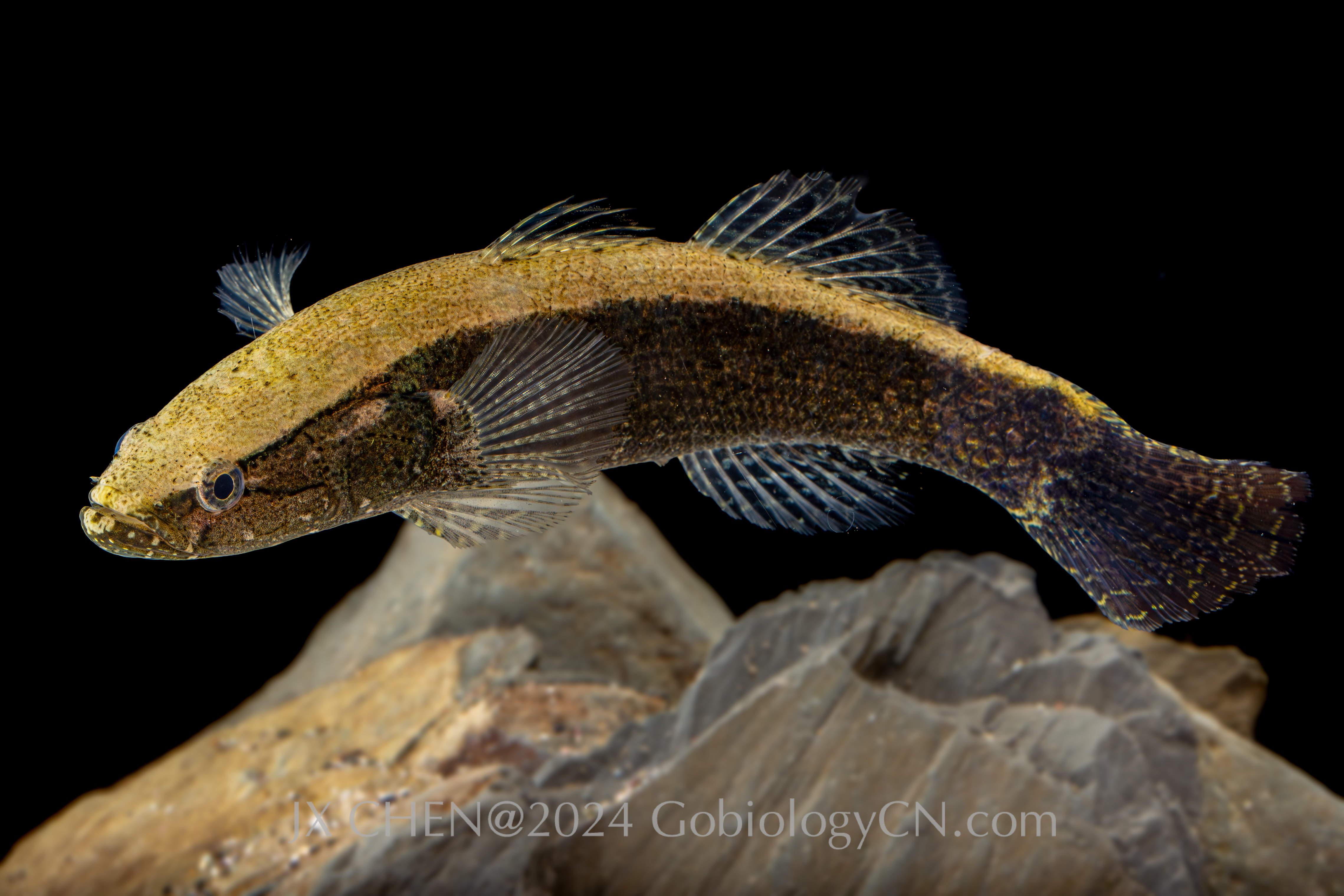 Eleotris oxycephala Ningde