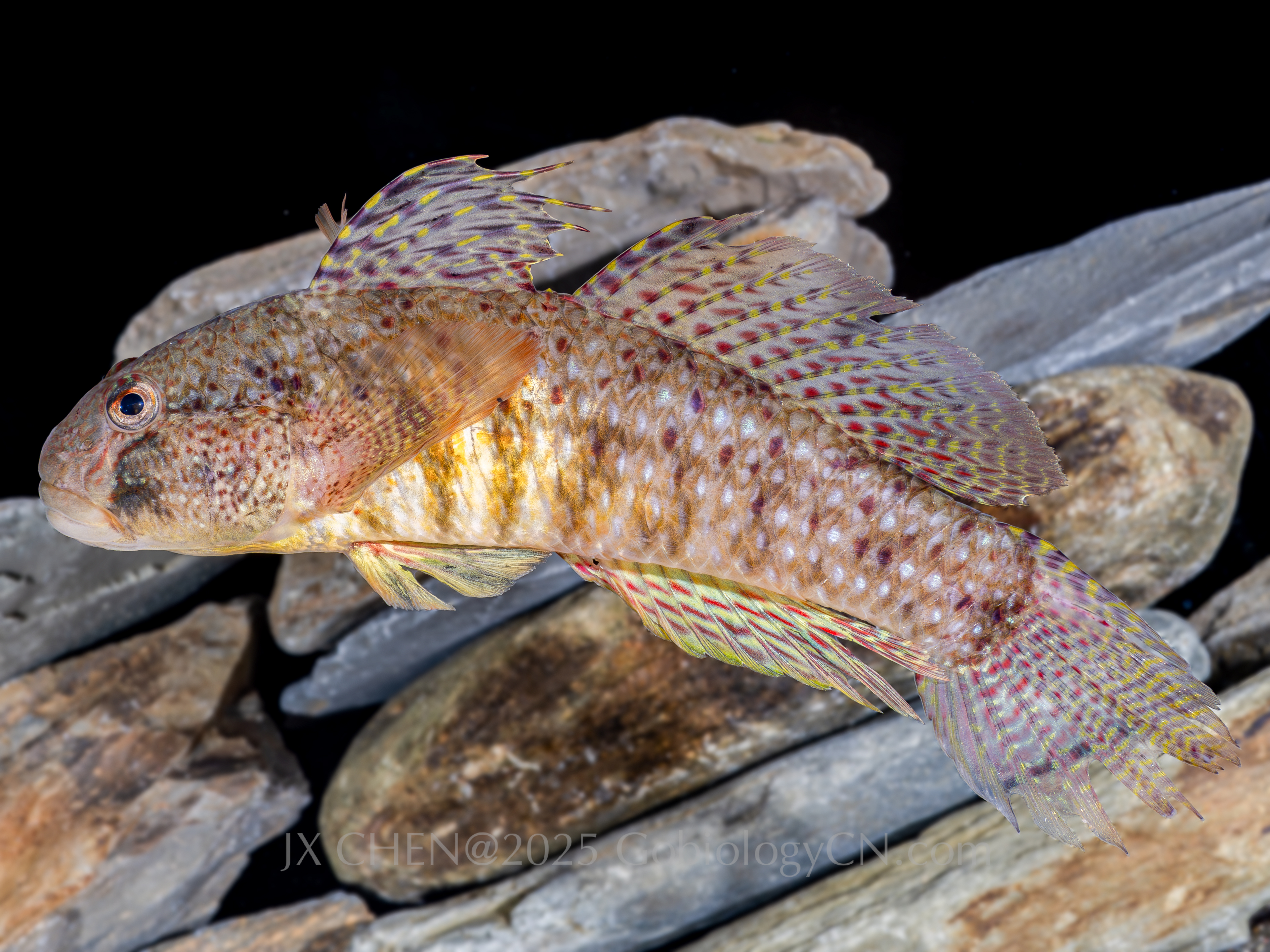 Exyrias puntang