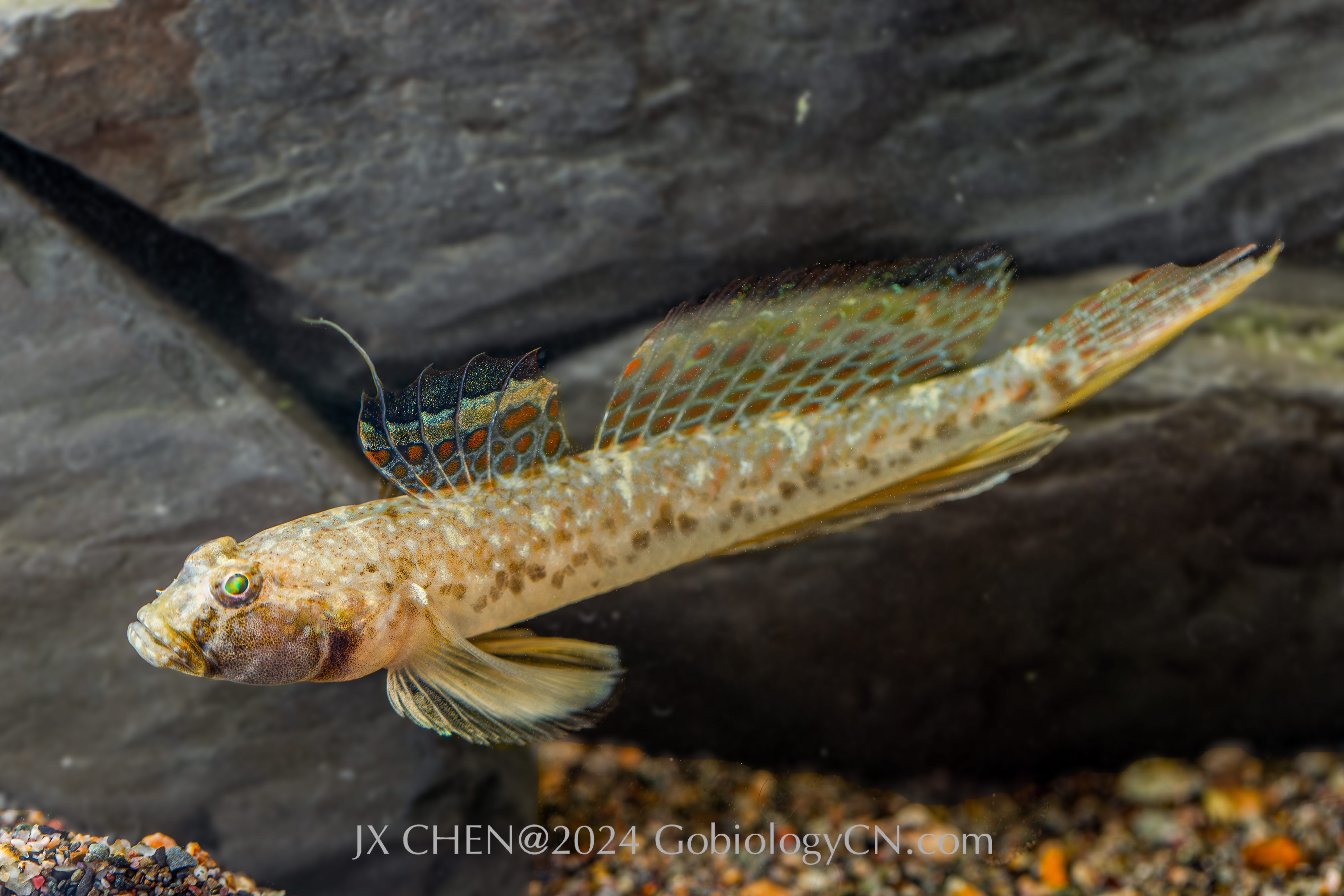 Favonigobius gymnauchen Image