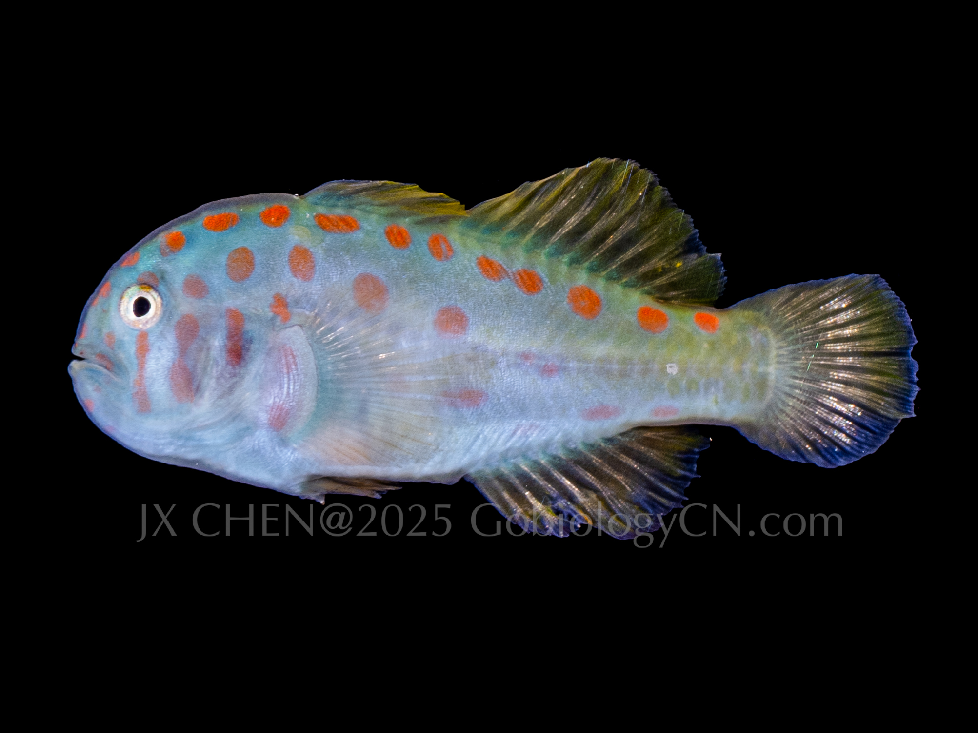 Gobiodon aoyagii 1