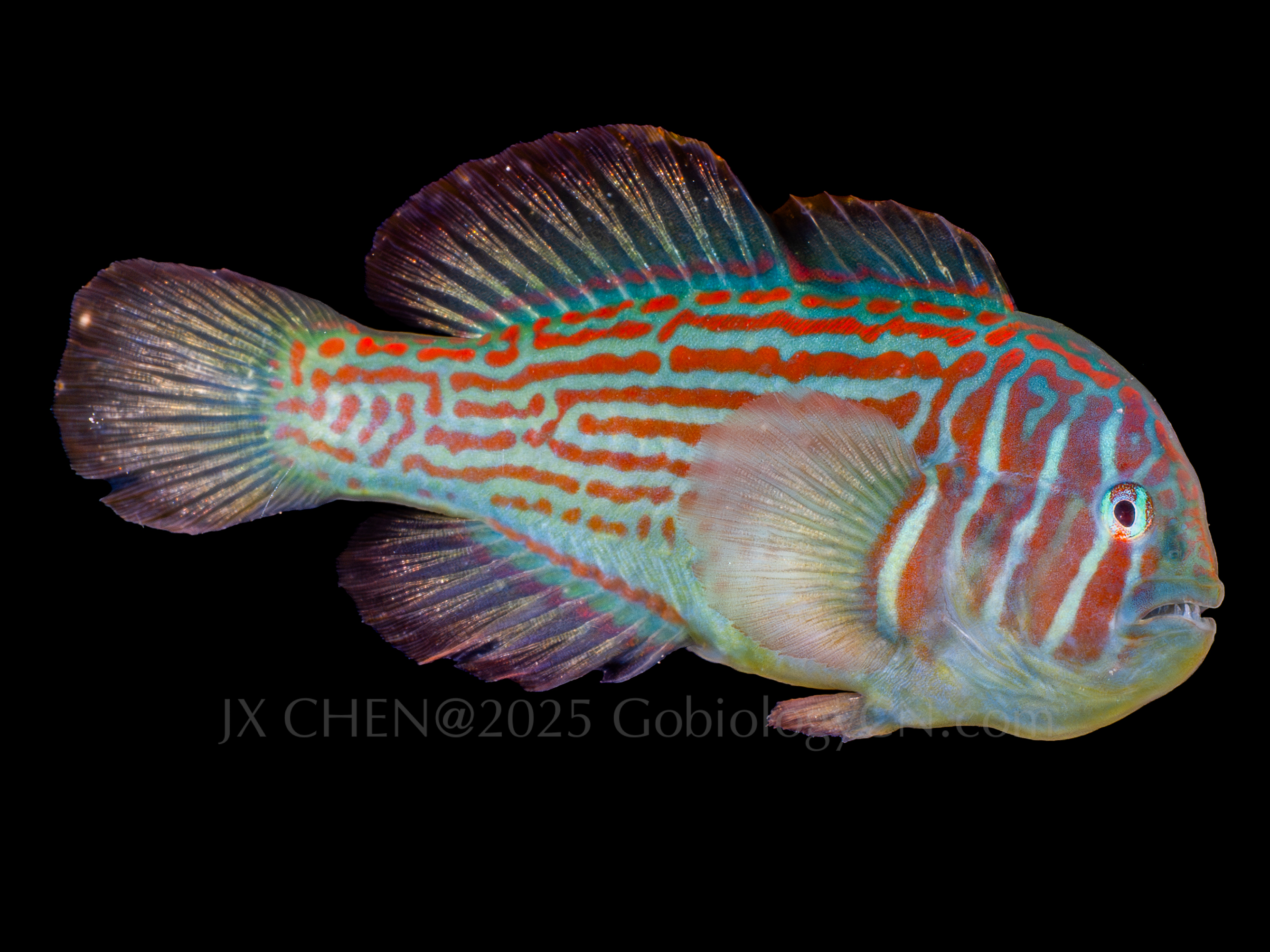 Gobiodon histrio 1