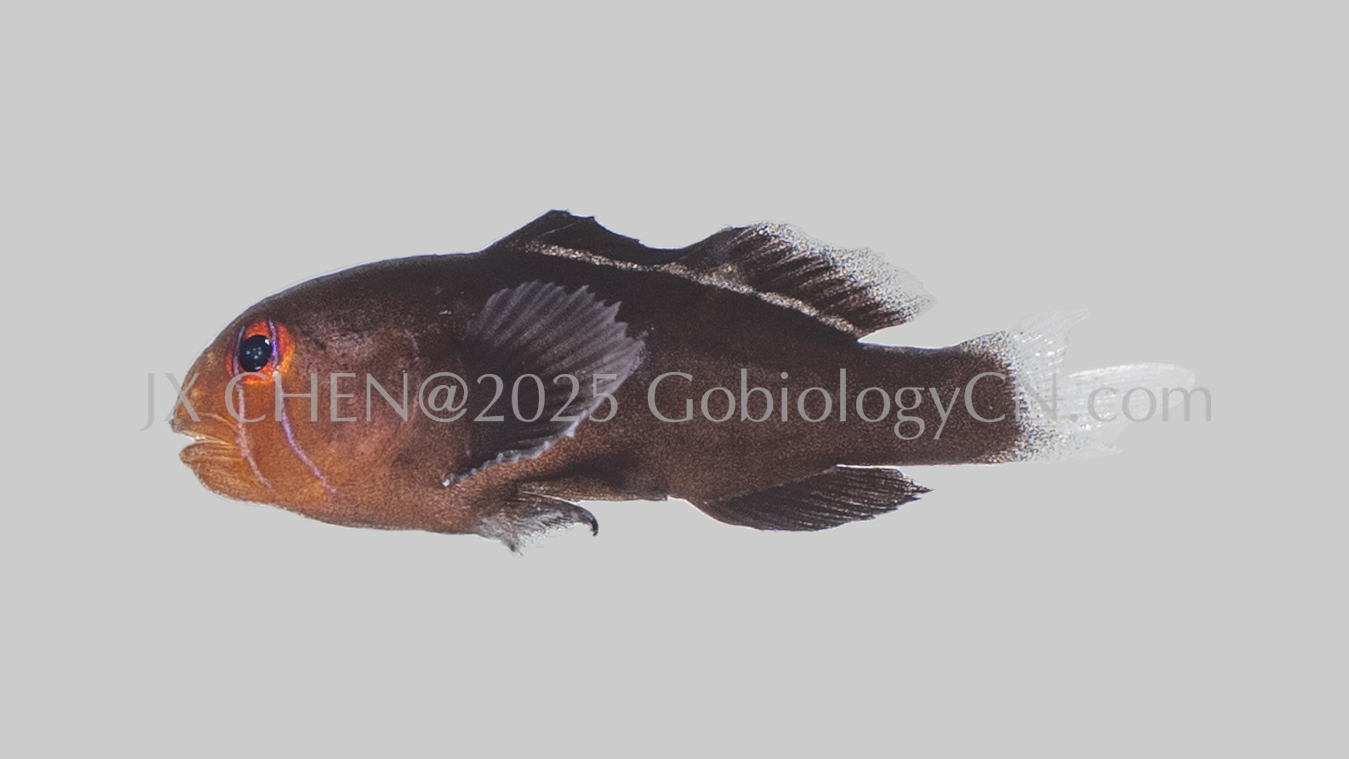 Gobiodon oculolineatus Image 