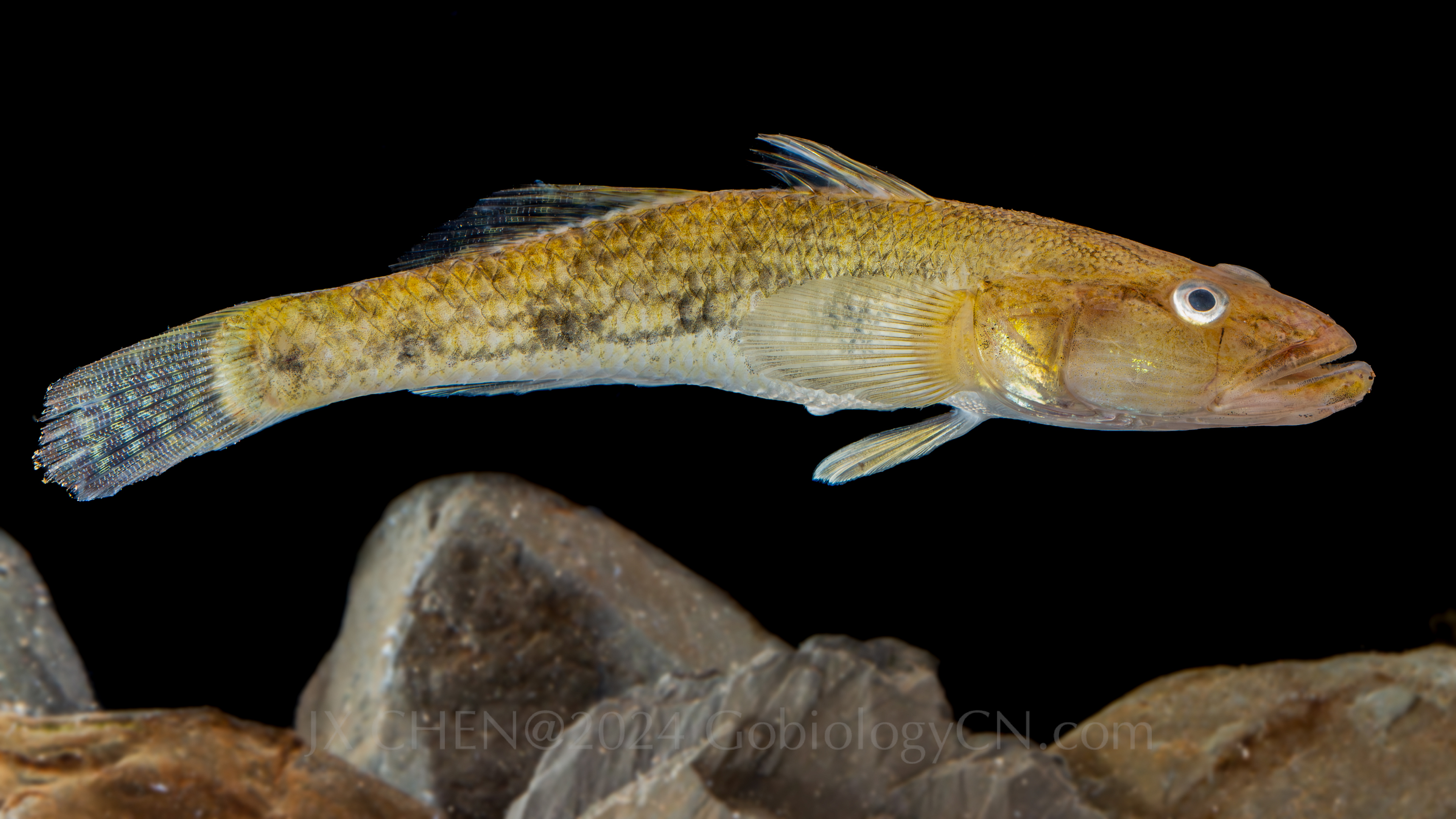 Glossogobius aureus jiangmen Image