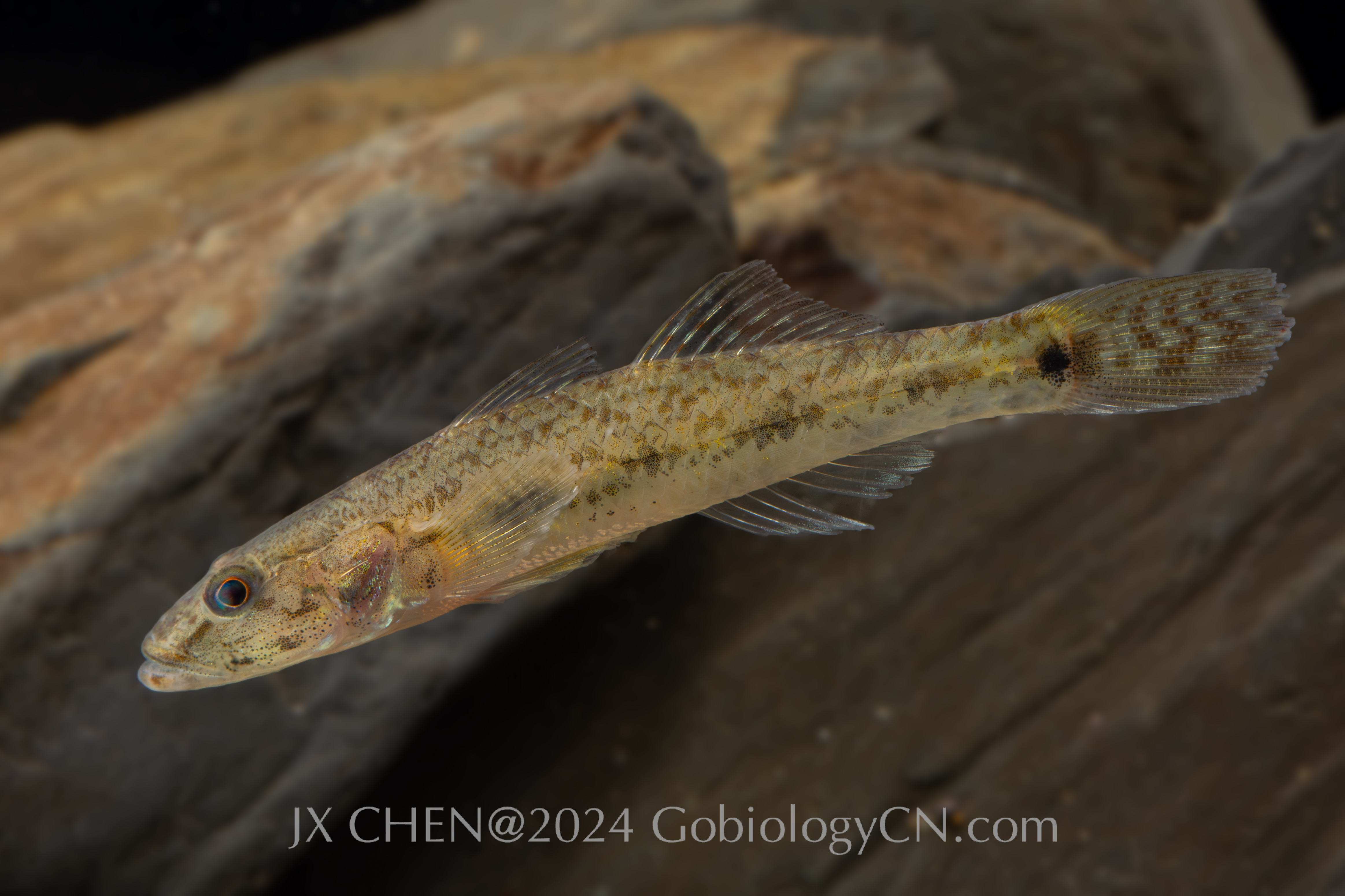 Glossogobius aureus jiangmen Image
