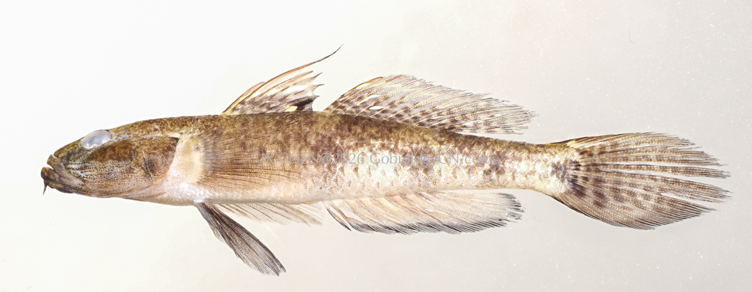 Glossogobius bicirrhosus 1