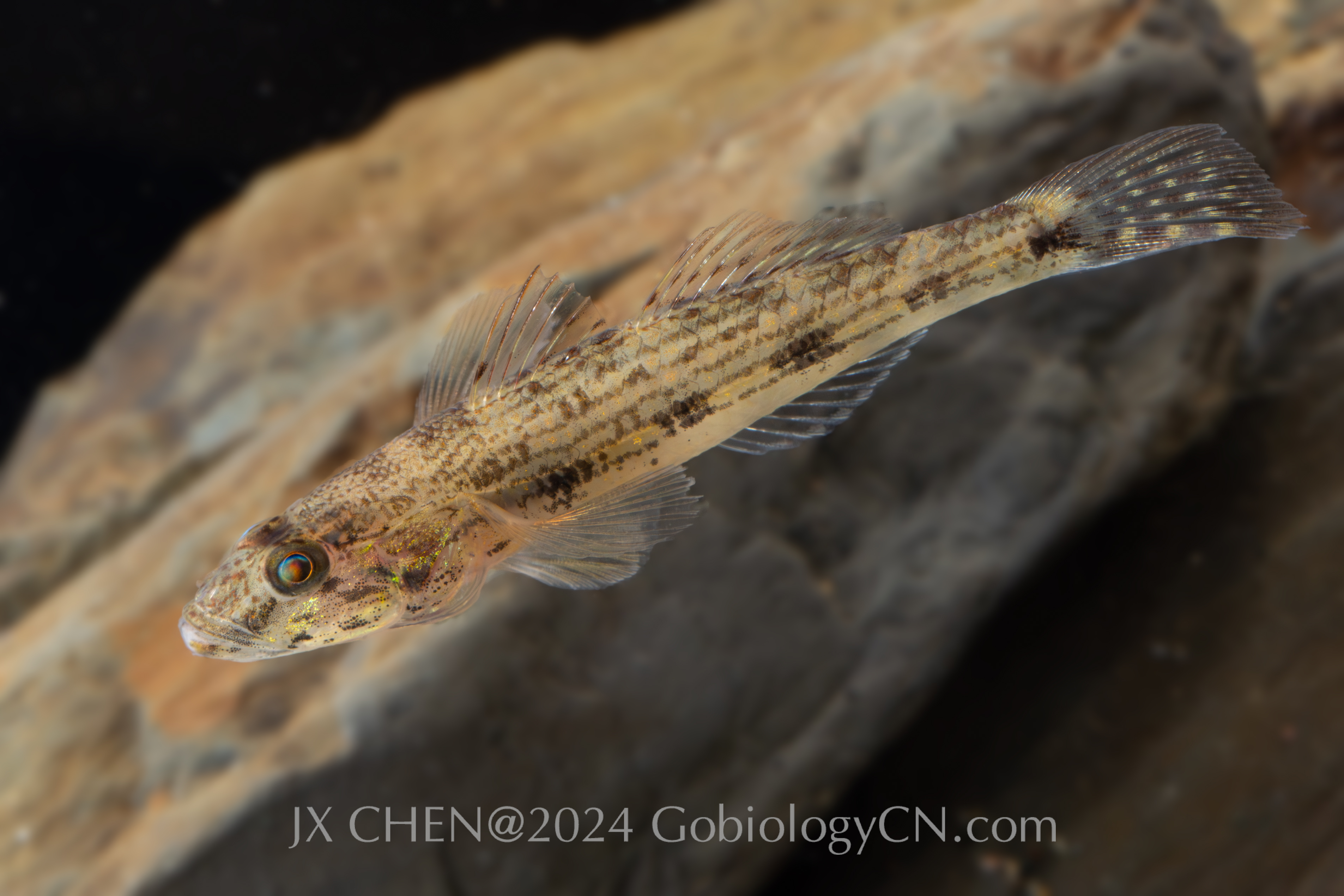 Glossogobius giuris jiangmen Image