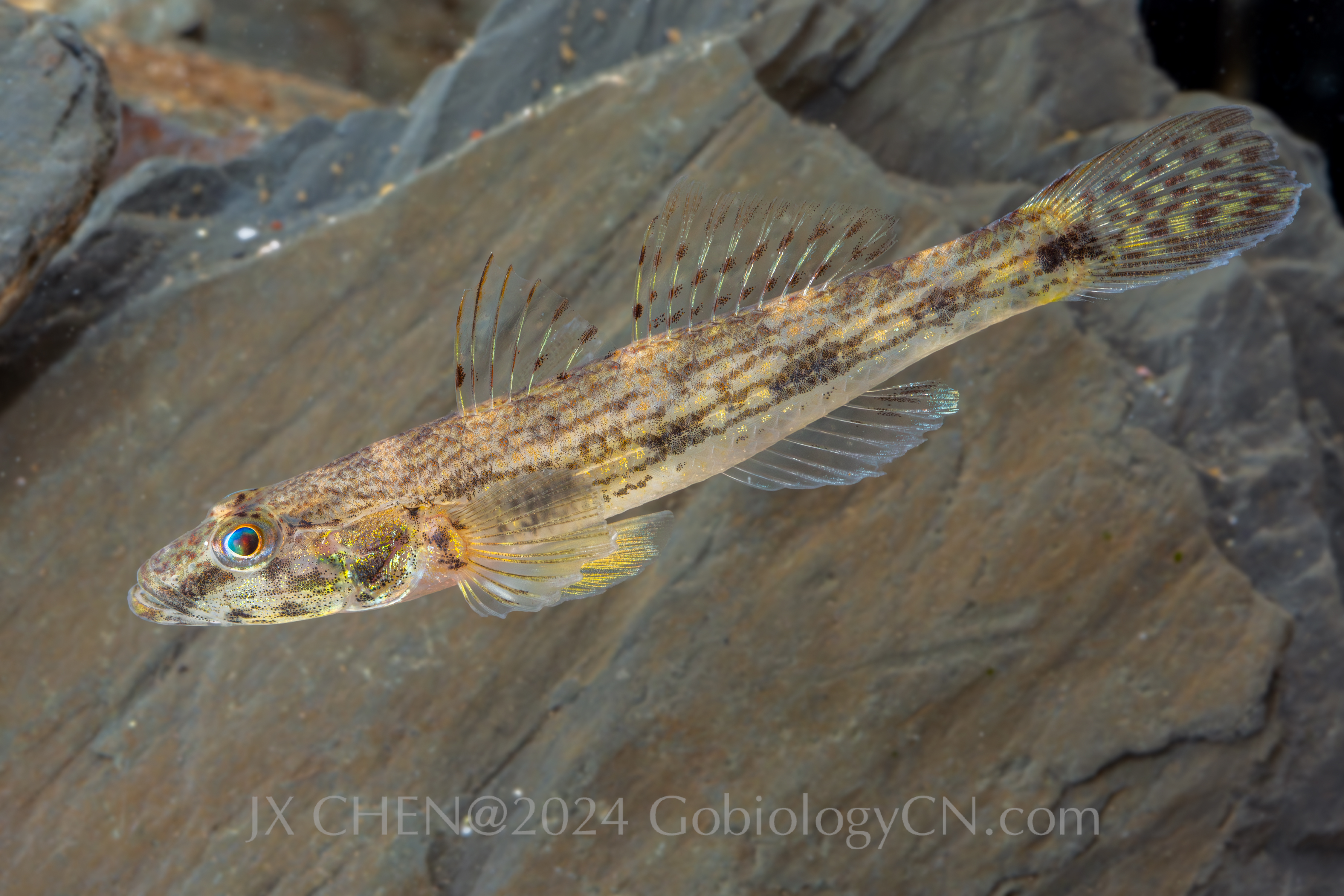Glossogobius giuris jiangmen Image