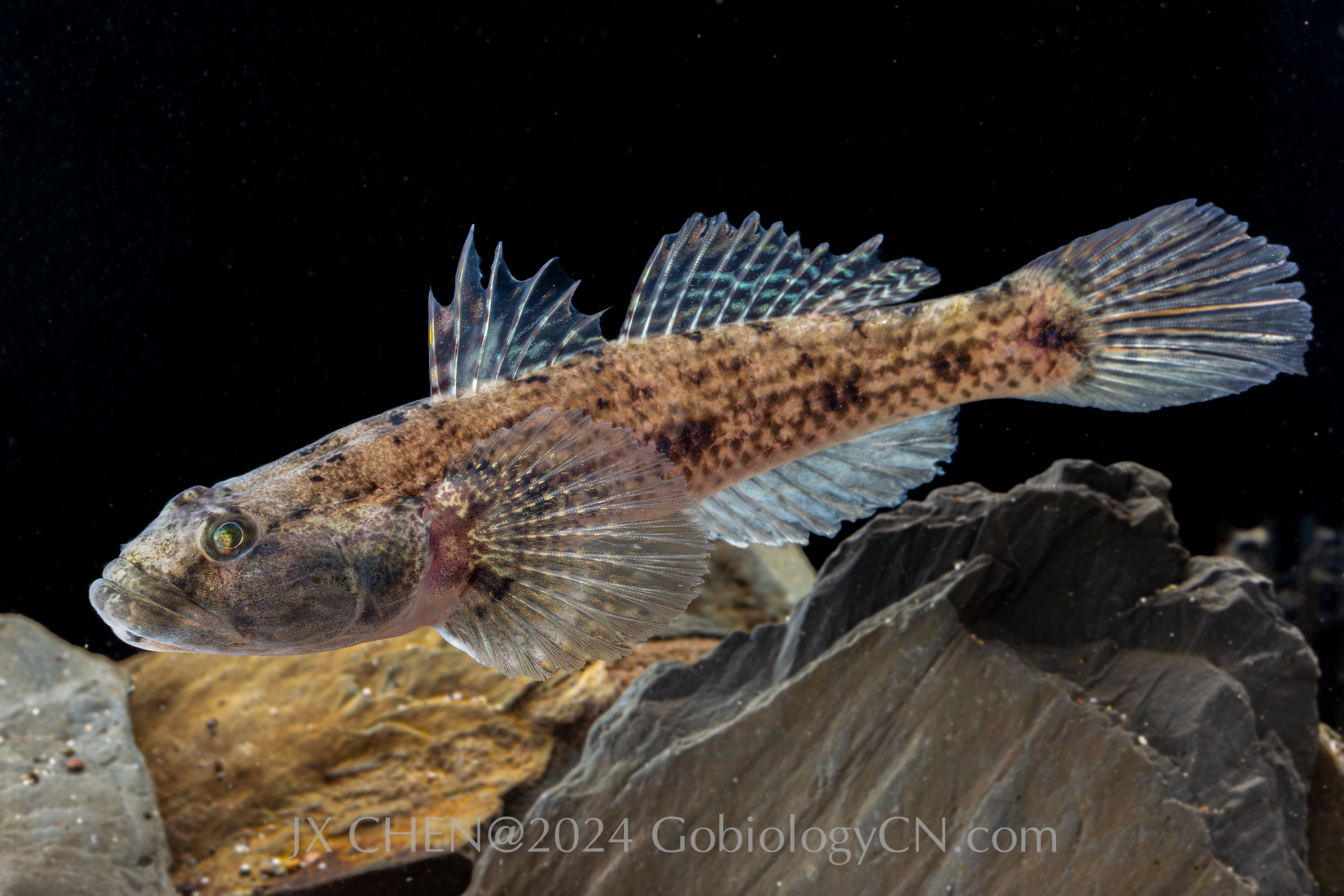 Glo_olivaceus_Zhoushan Image
