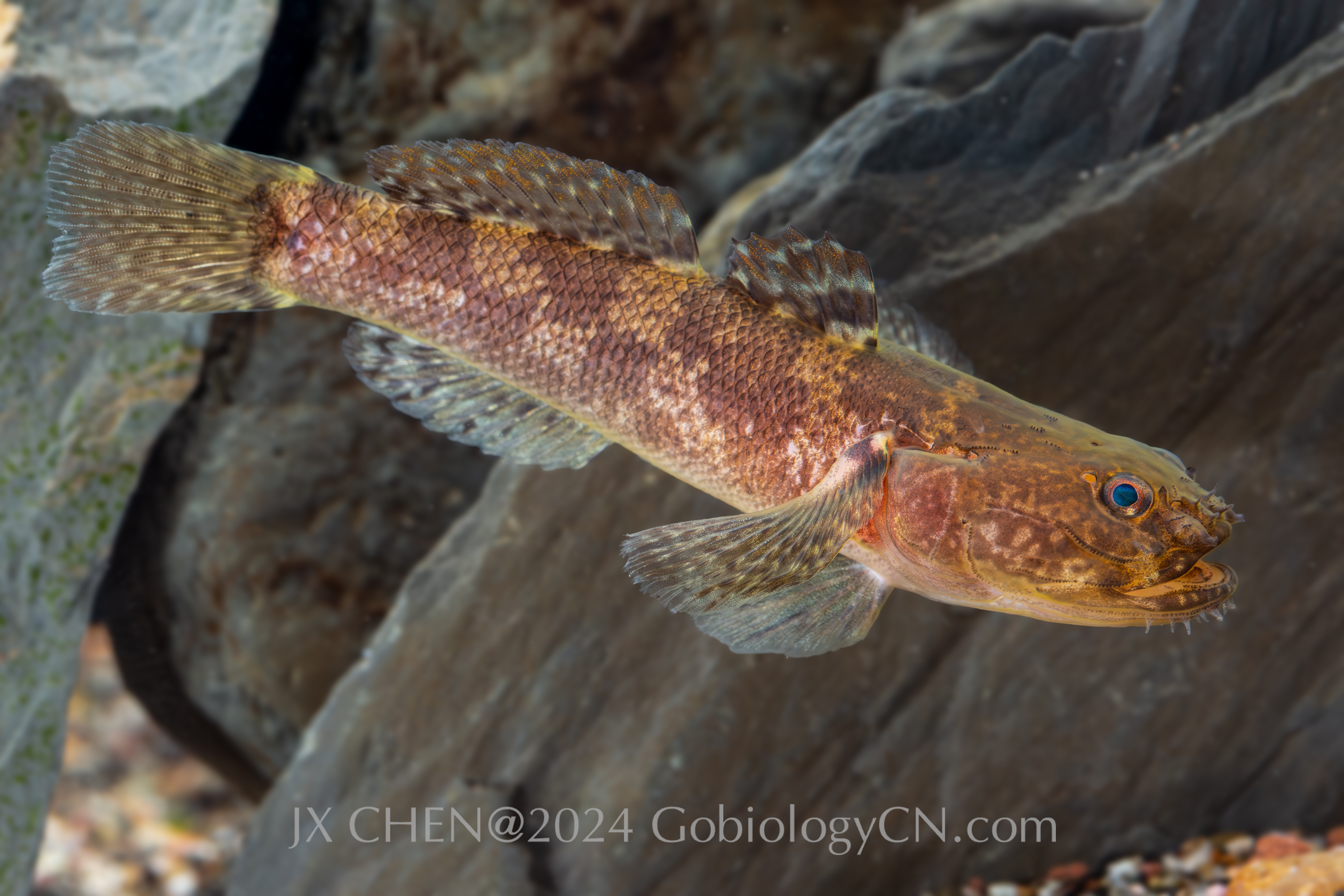 Gobiopsis macrostomus 1 Image