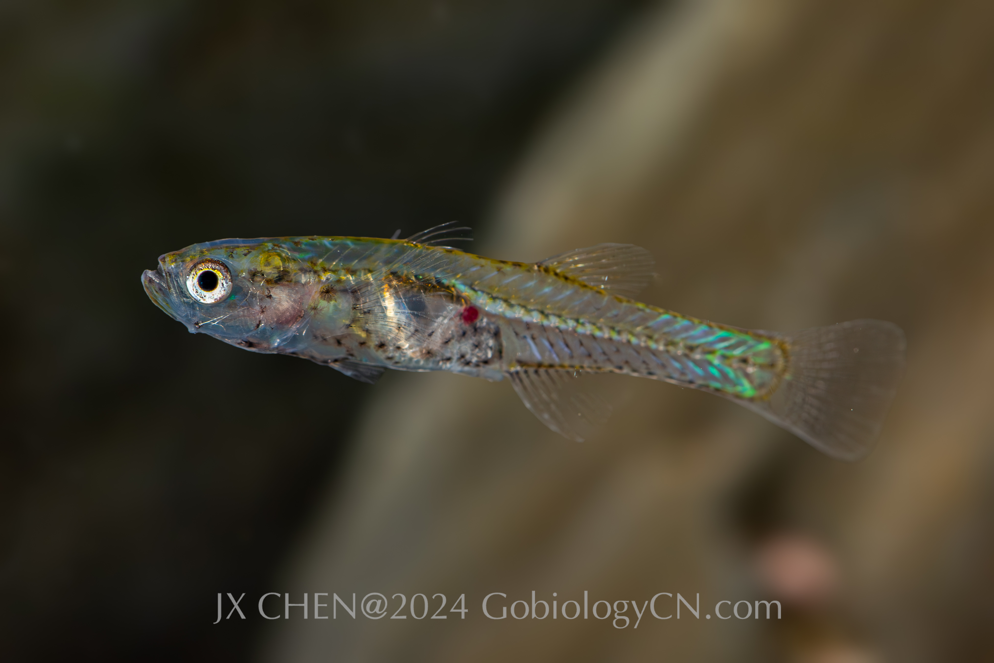 Gobiopterus lacustris Image
