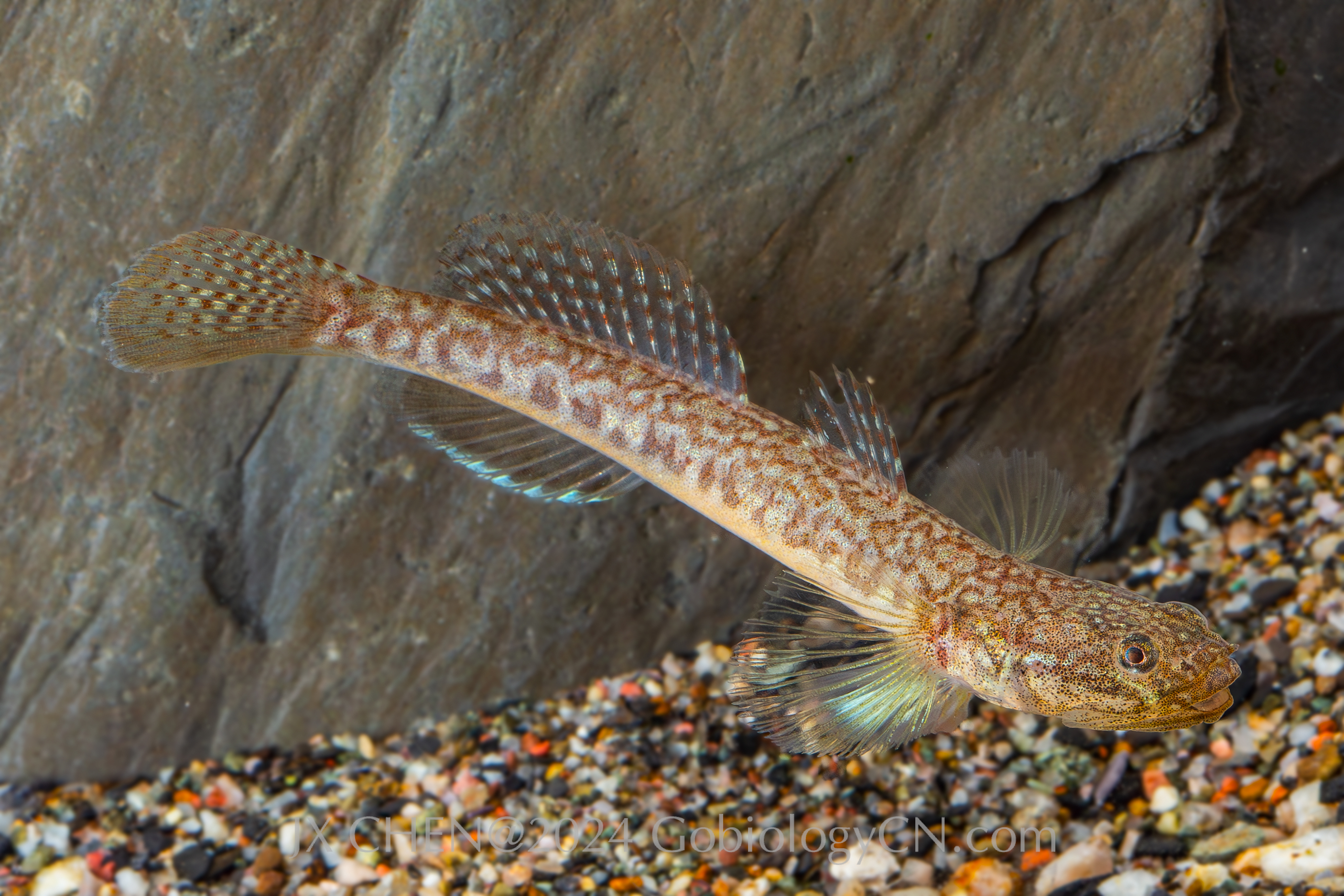 Gym_cylindricus Image