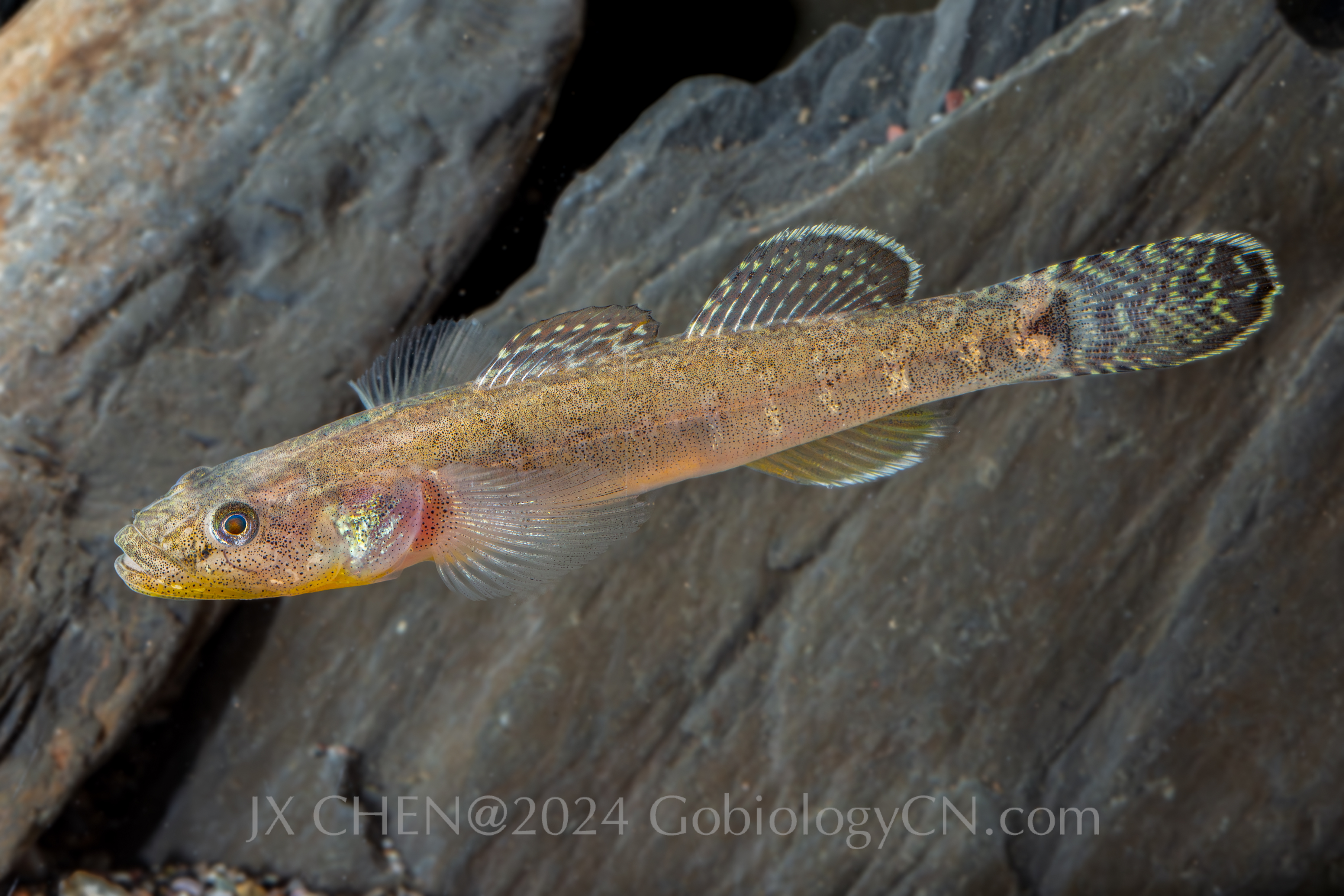 Gymnogobius petschiliensis Dalian Image