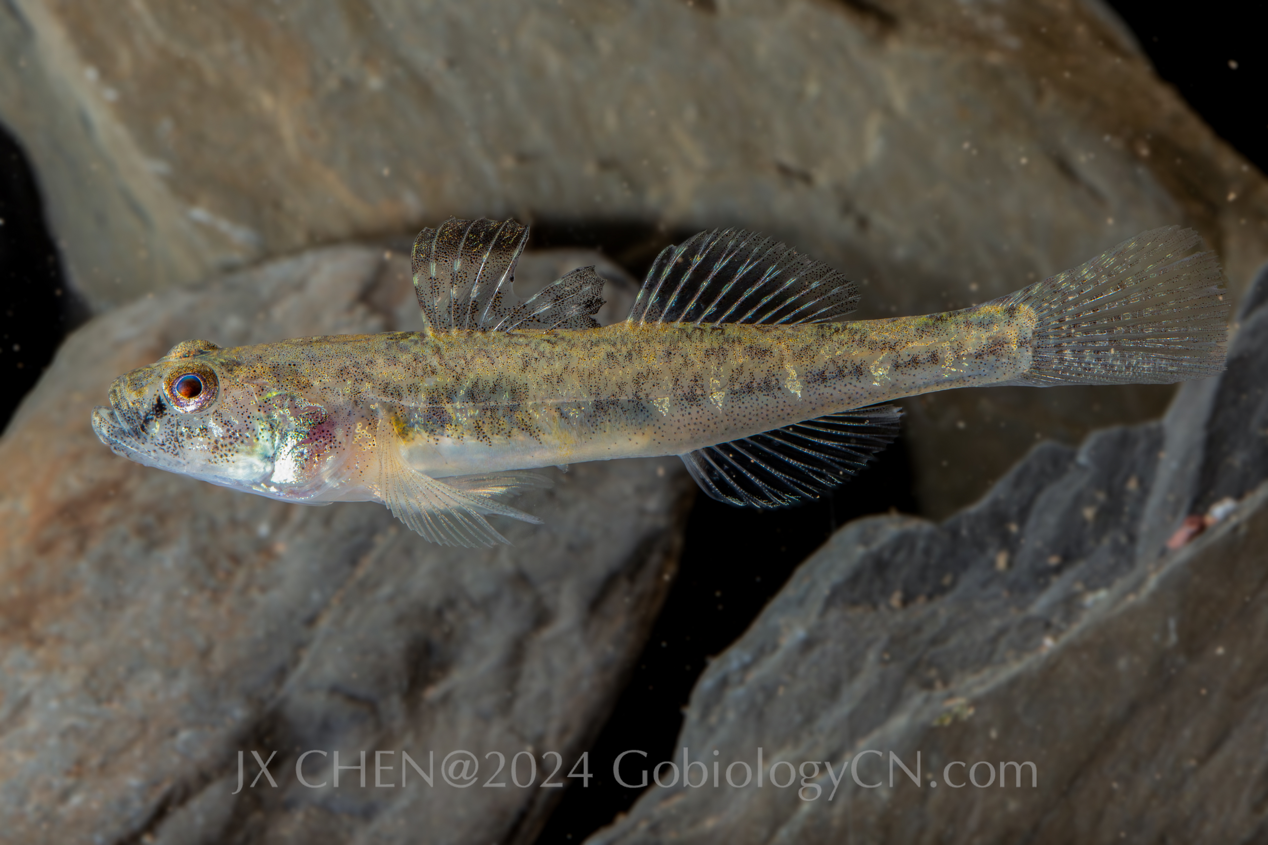 Gymnogobius taranetzi dalian Image