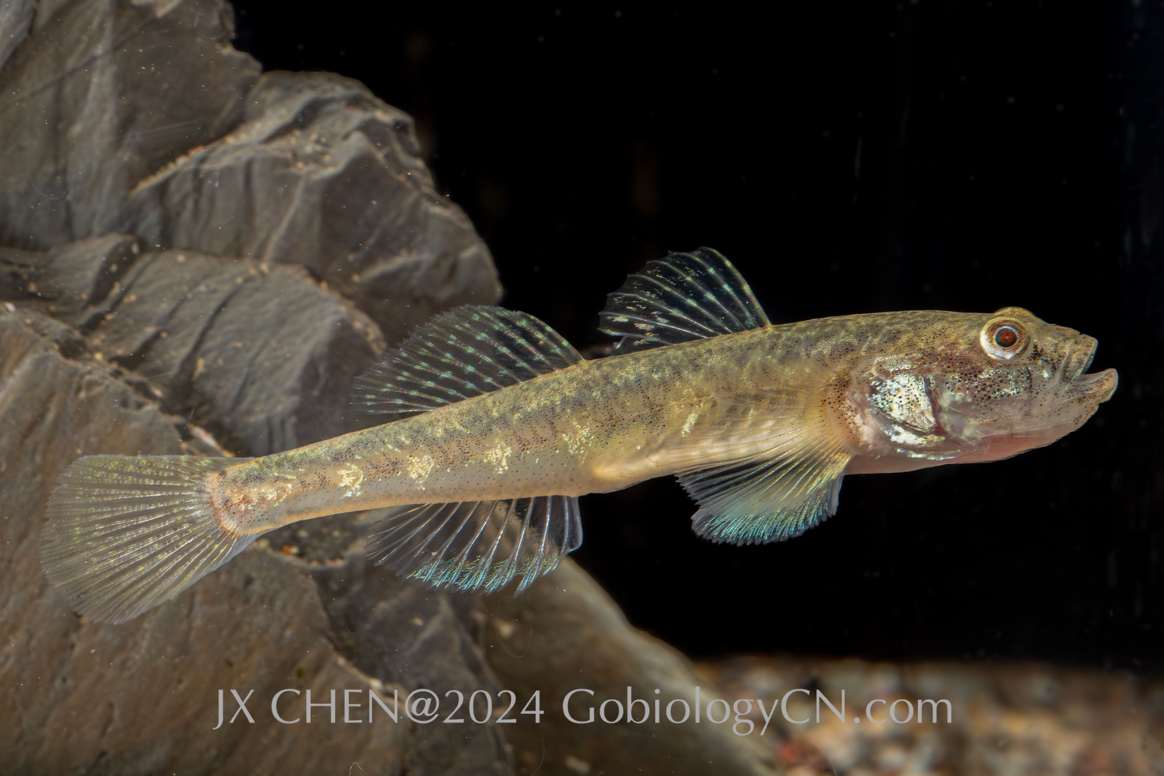 Gymnogobius taranetzi dalian Image 2