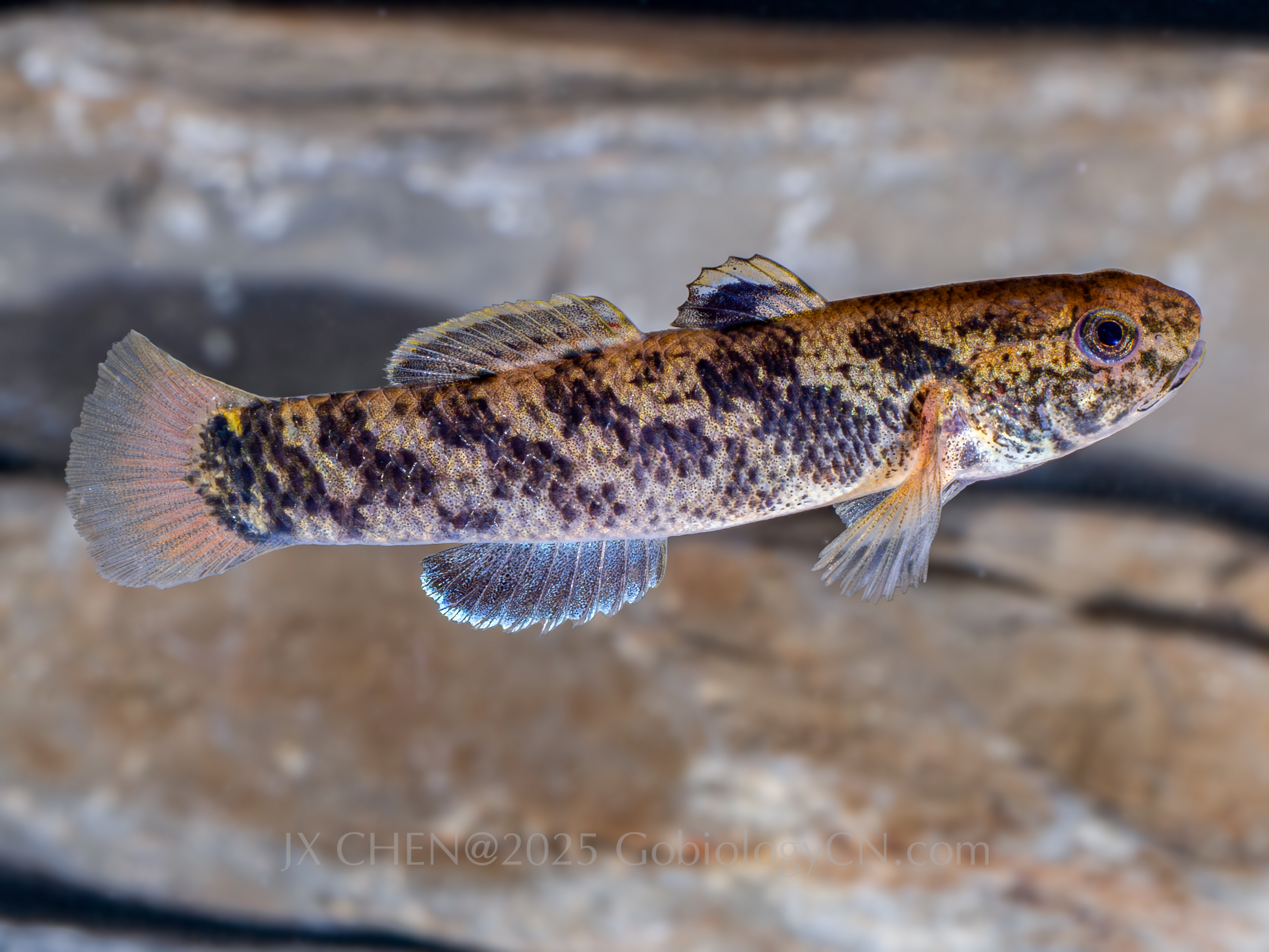 Hemigobius crassus
