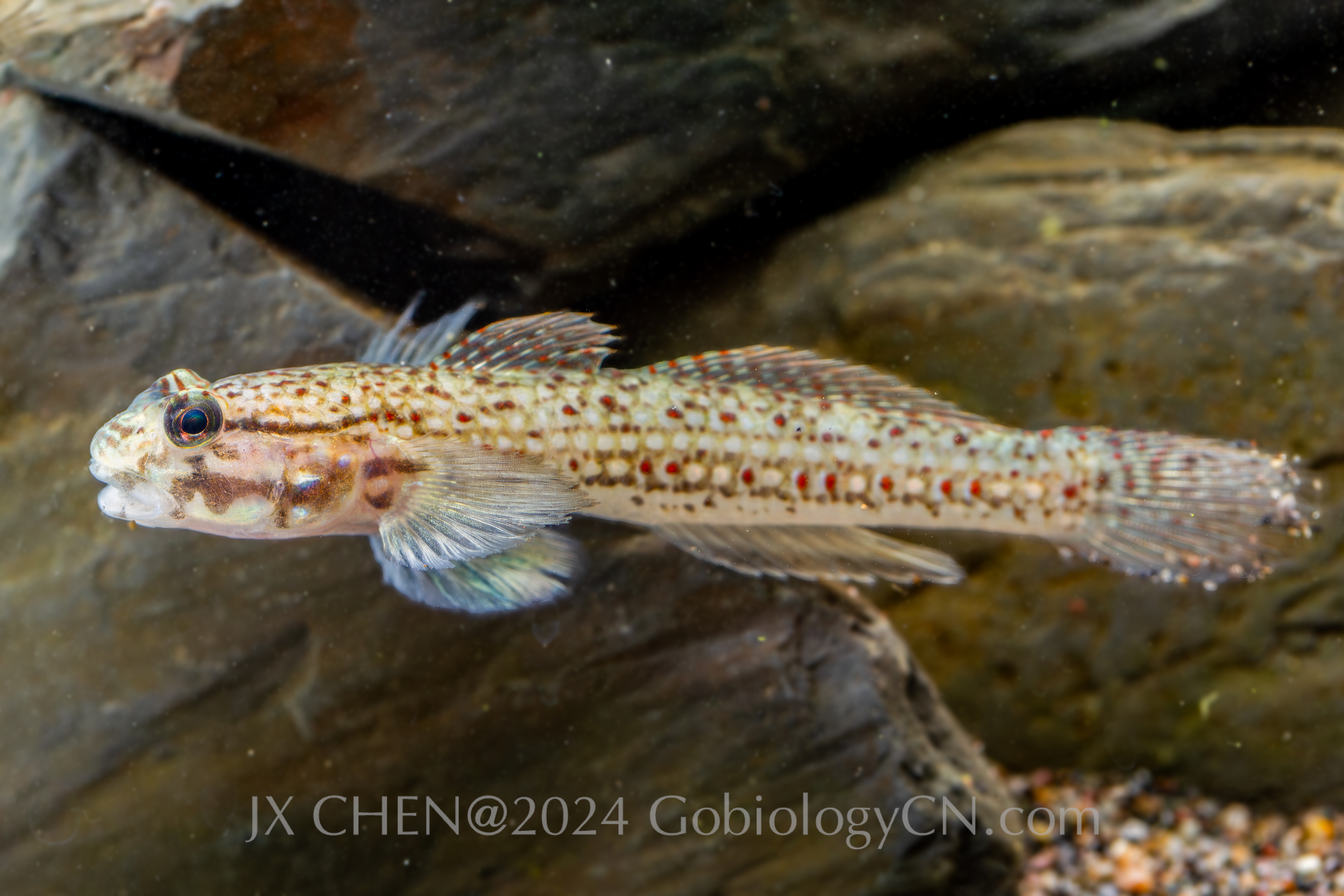Istigobius campbelli Image