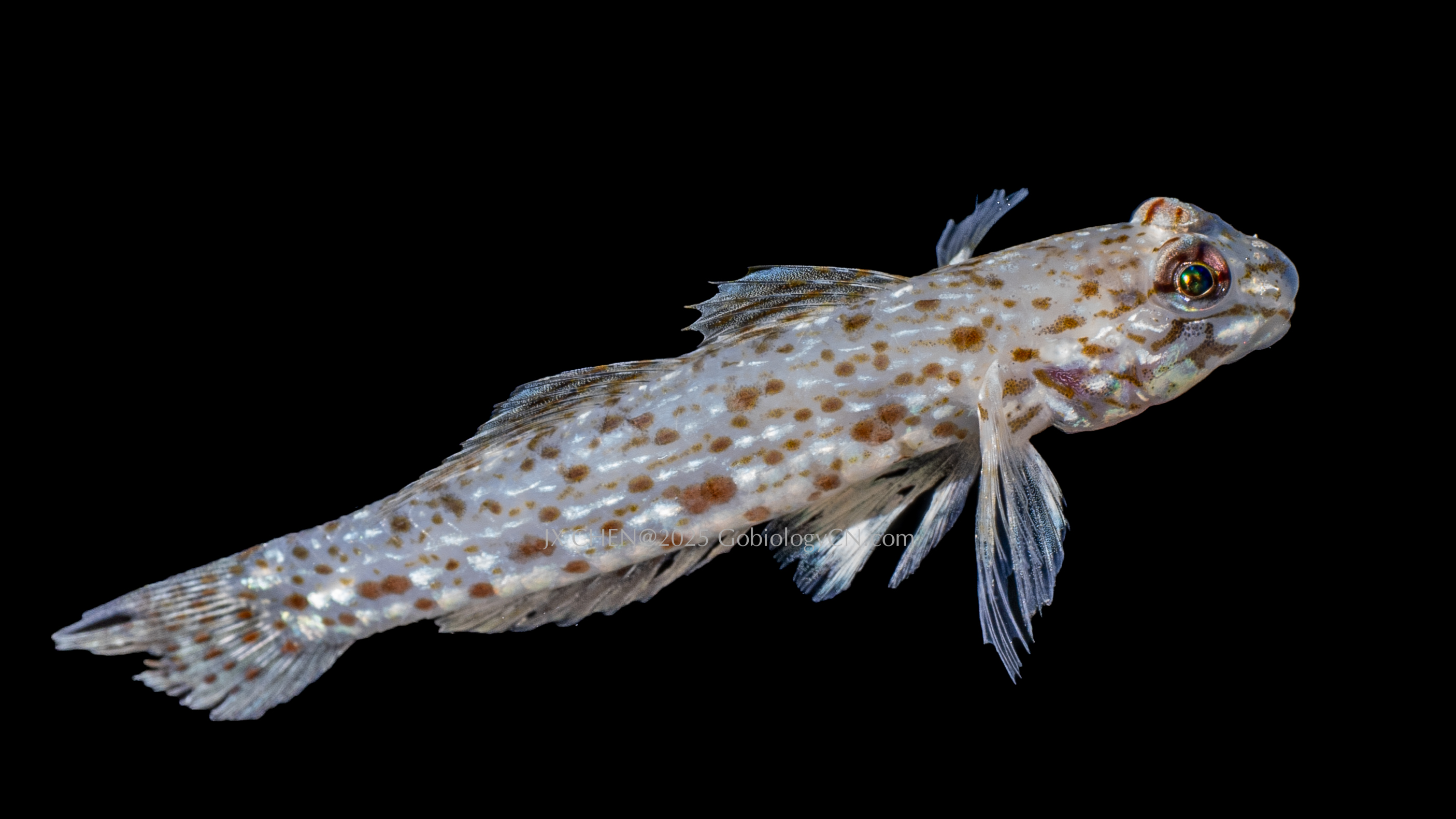 Istigobius rigilius Image