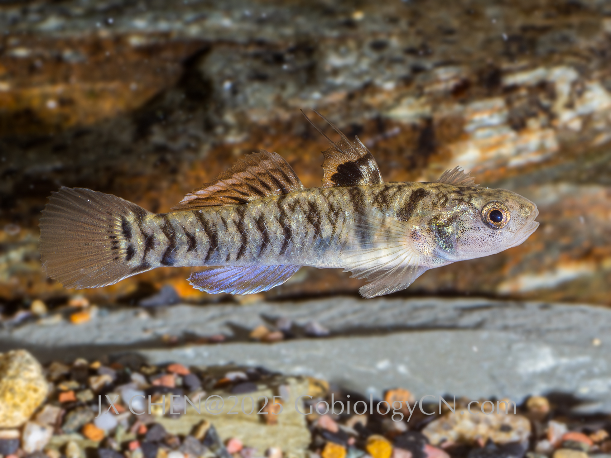 Mugilogobius chulae yj