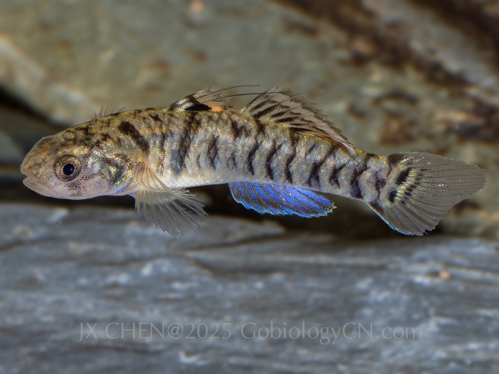 Mugilogobius chulae yj