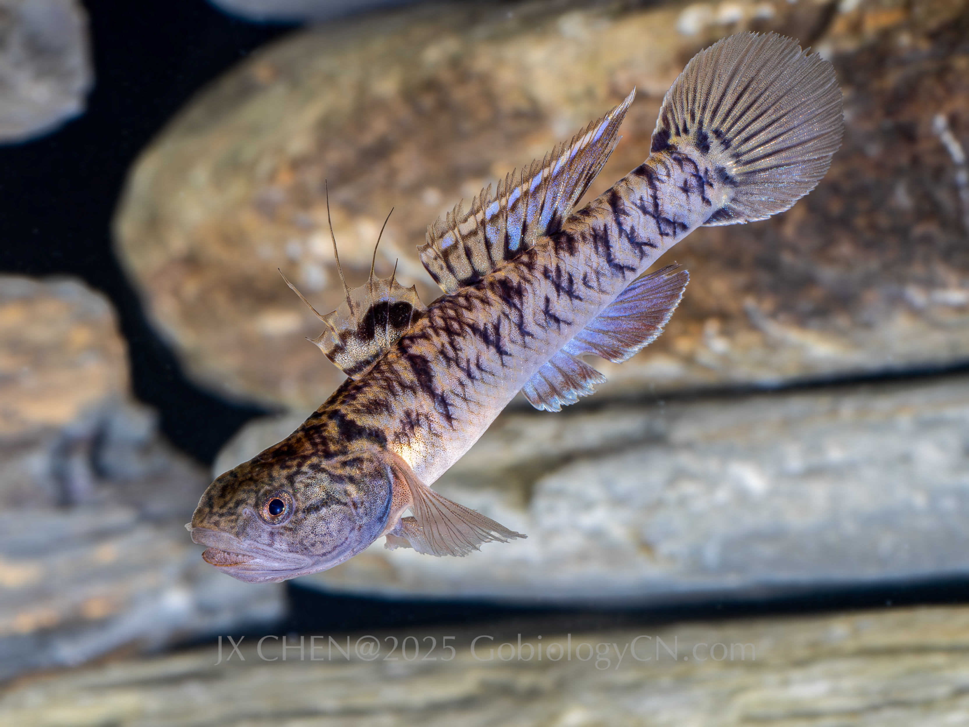 Mugilogobius chulae yj