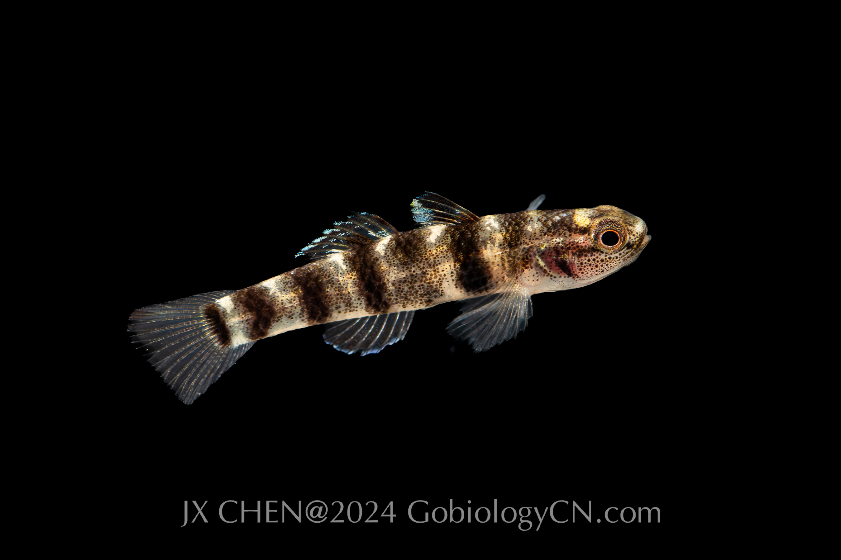 Mugilogobius fasciatus Baihai1