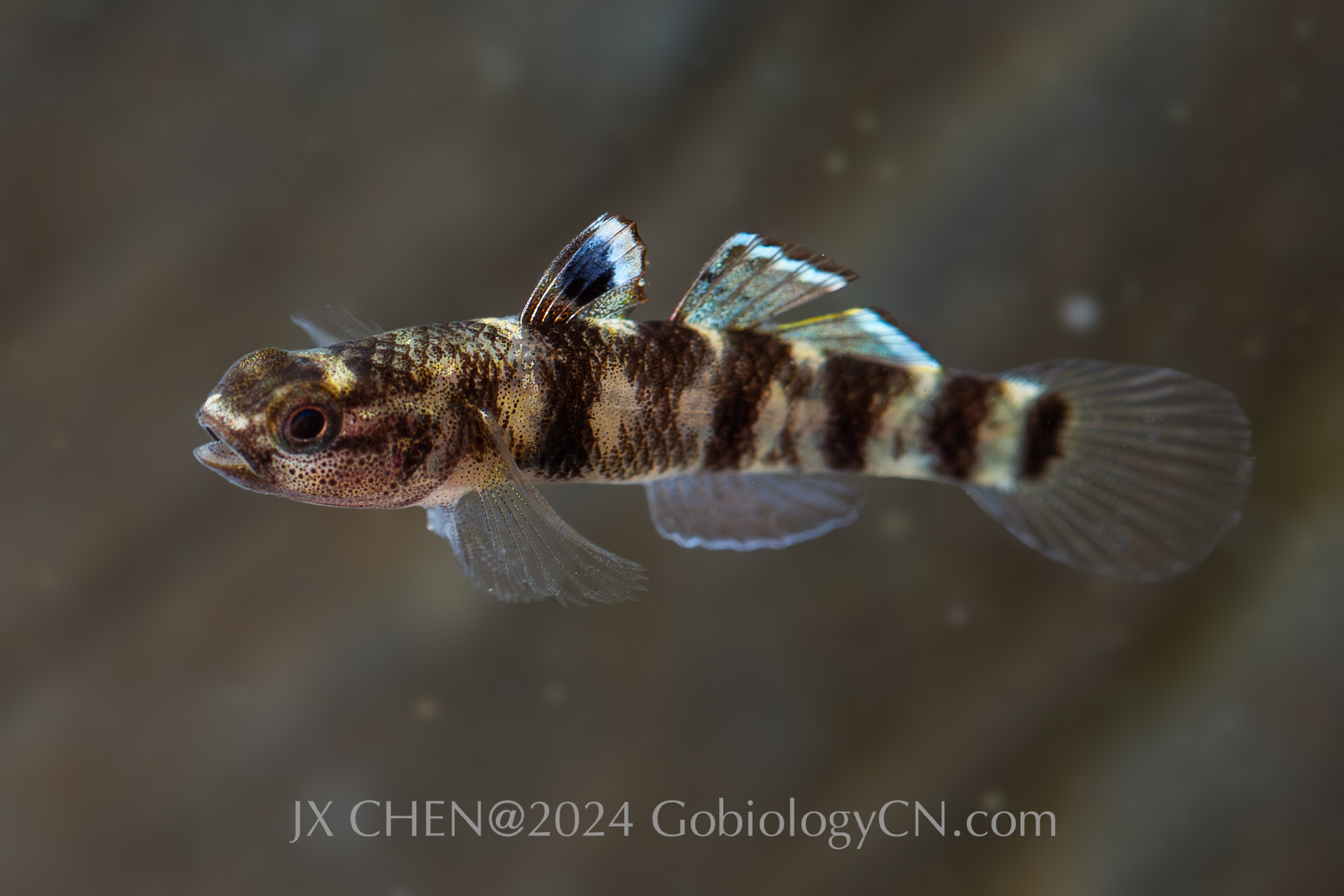 Mugilogobius fasciatus Baihai2
