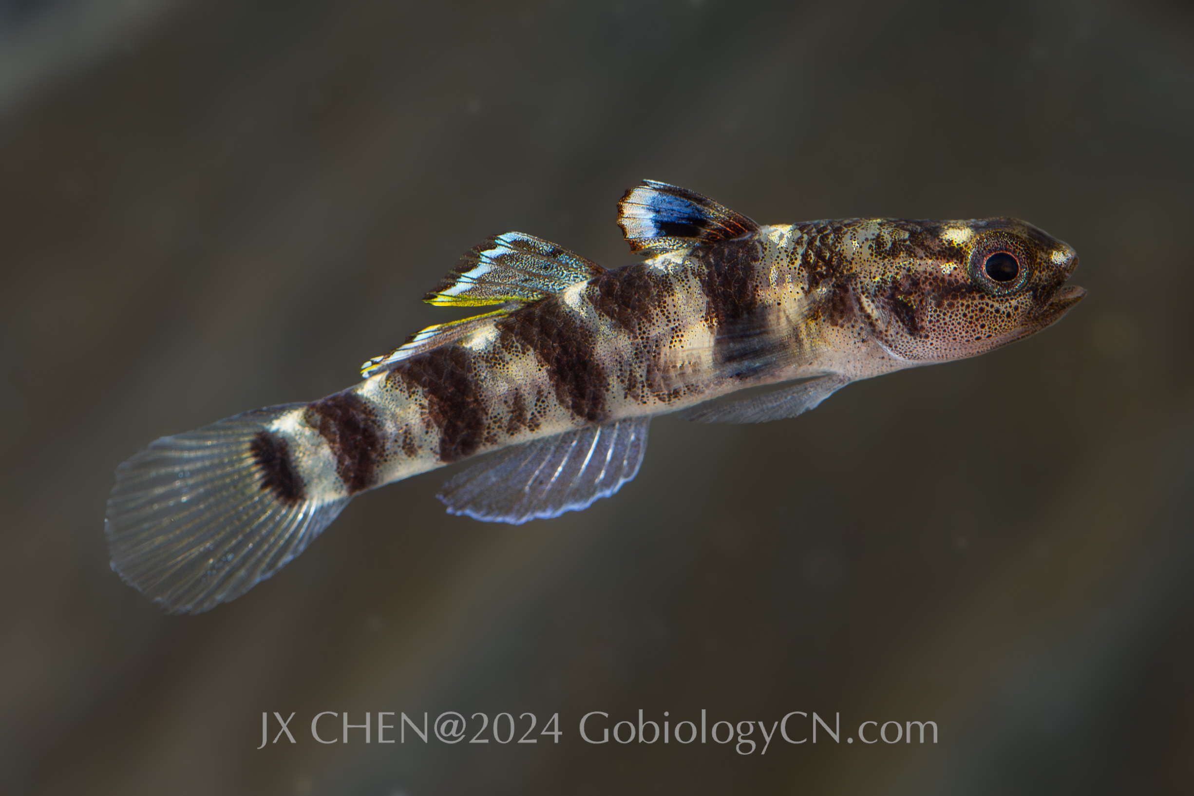 Mugilogobius fasciatus Baihai3