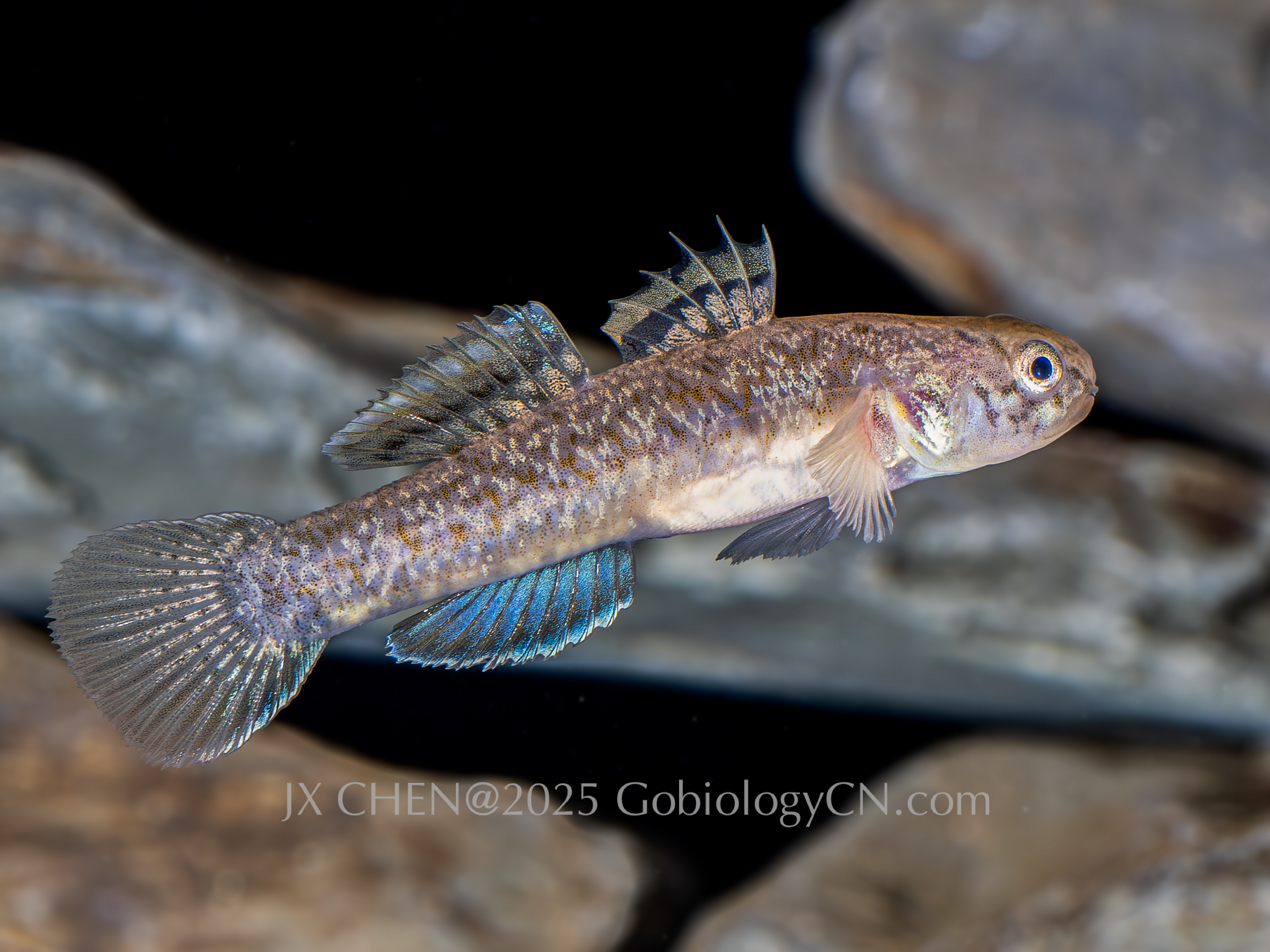 Mugilogobius myxodermus 1