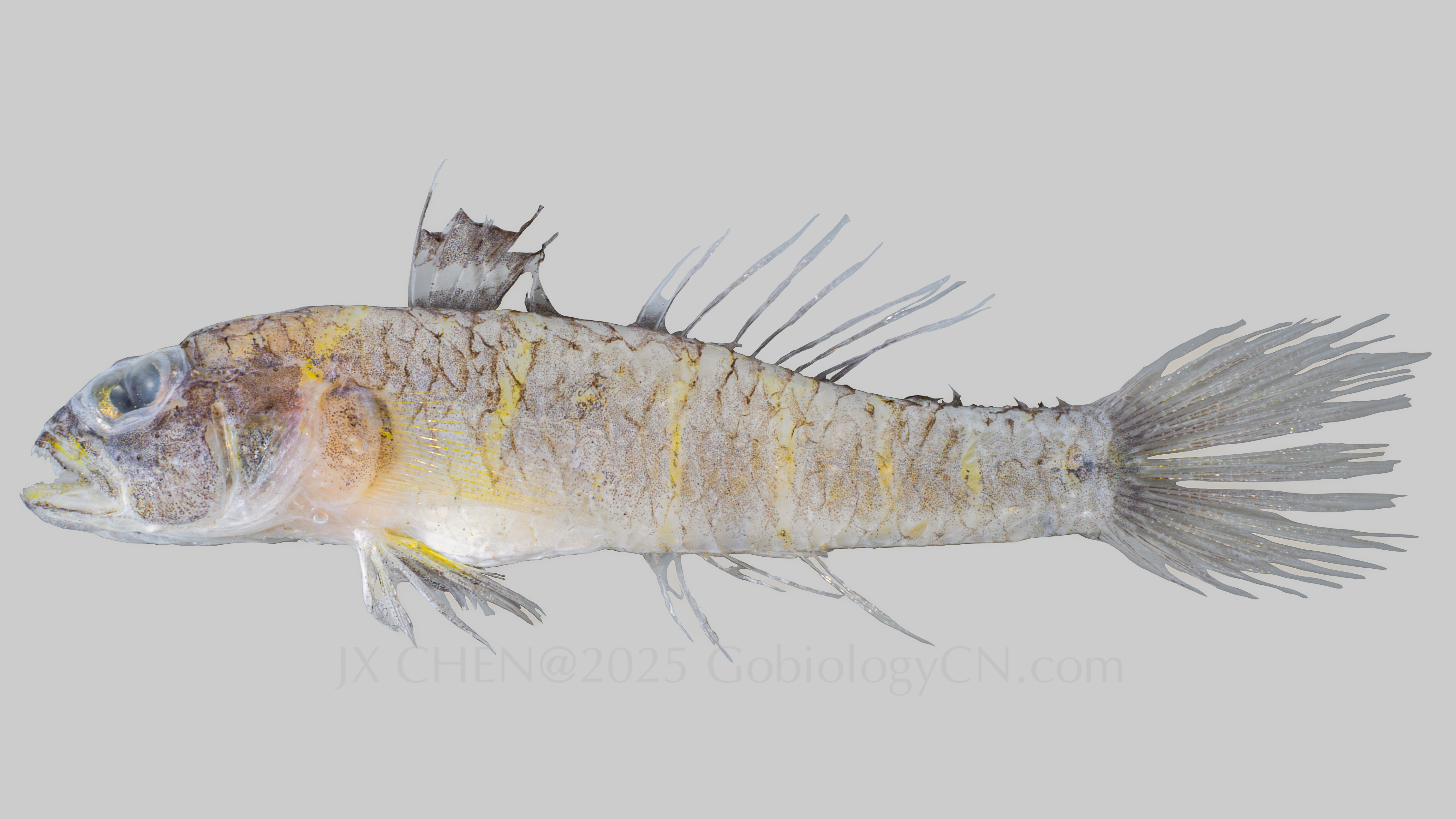 Obliquogobius yamadai 1