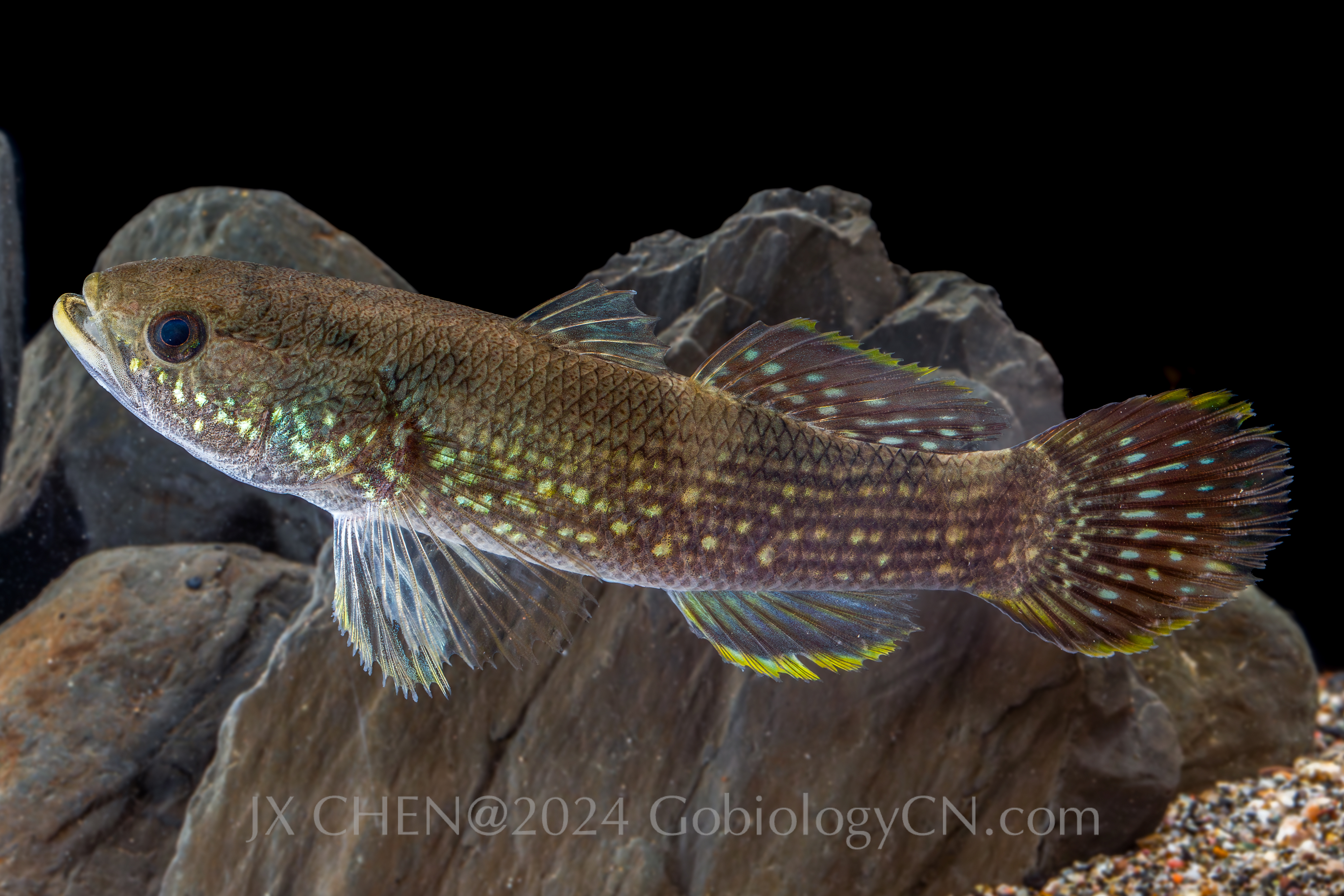 Ophiocara ophicephalus