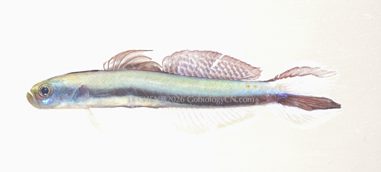 Parioglossus formosus 1